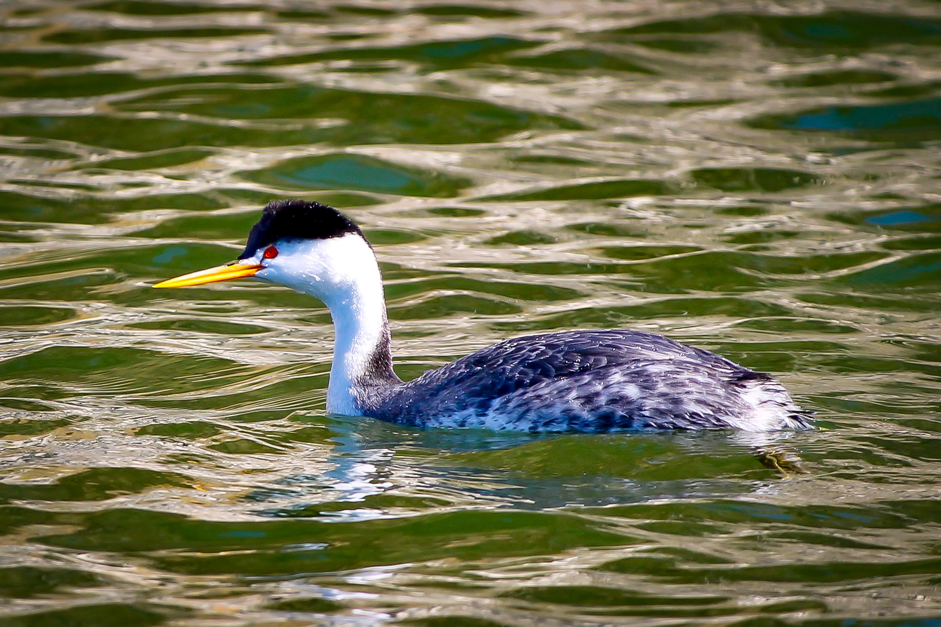 Clark's Grebe - #110 - 1/10/21 - CA