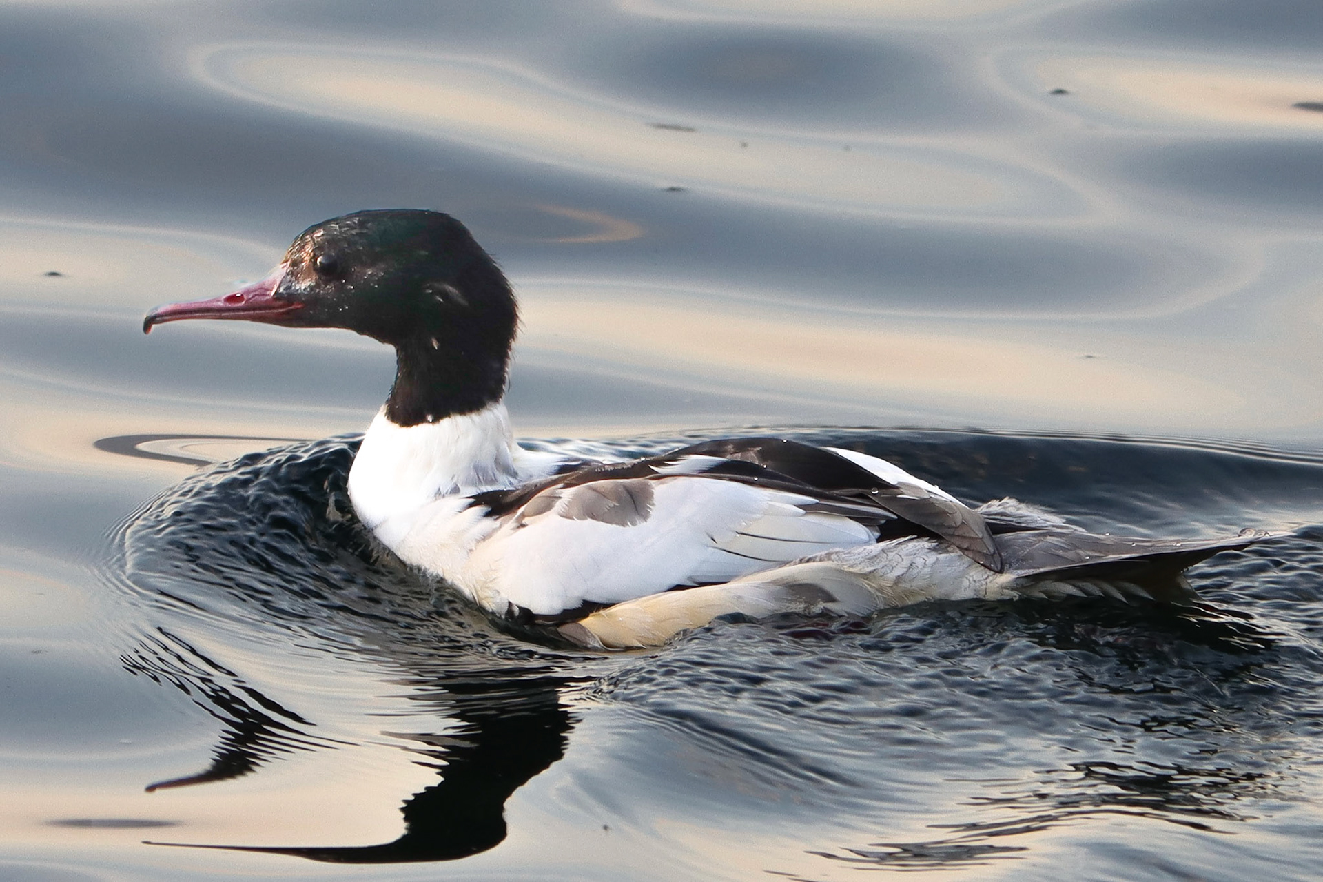 Common Merganser - #126 - 1/16/21 - CA