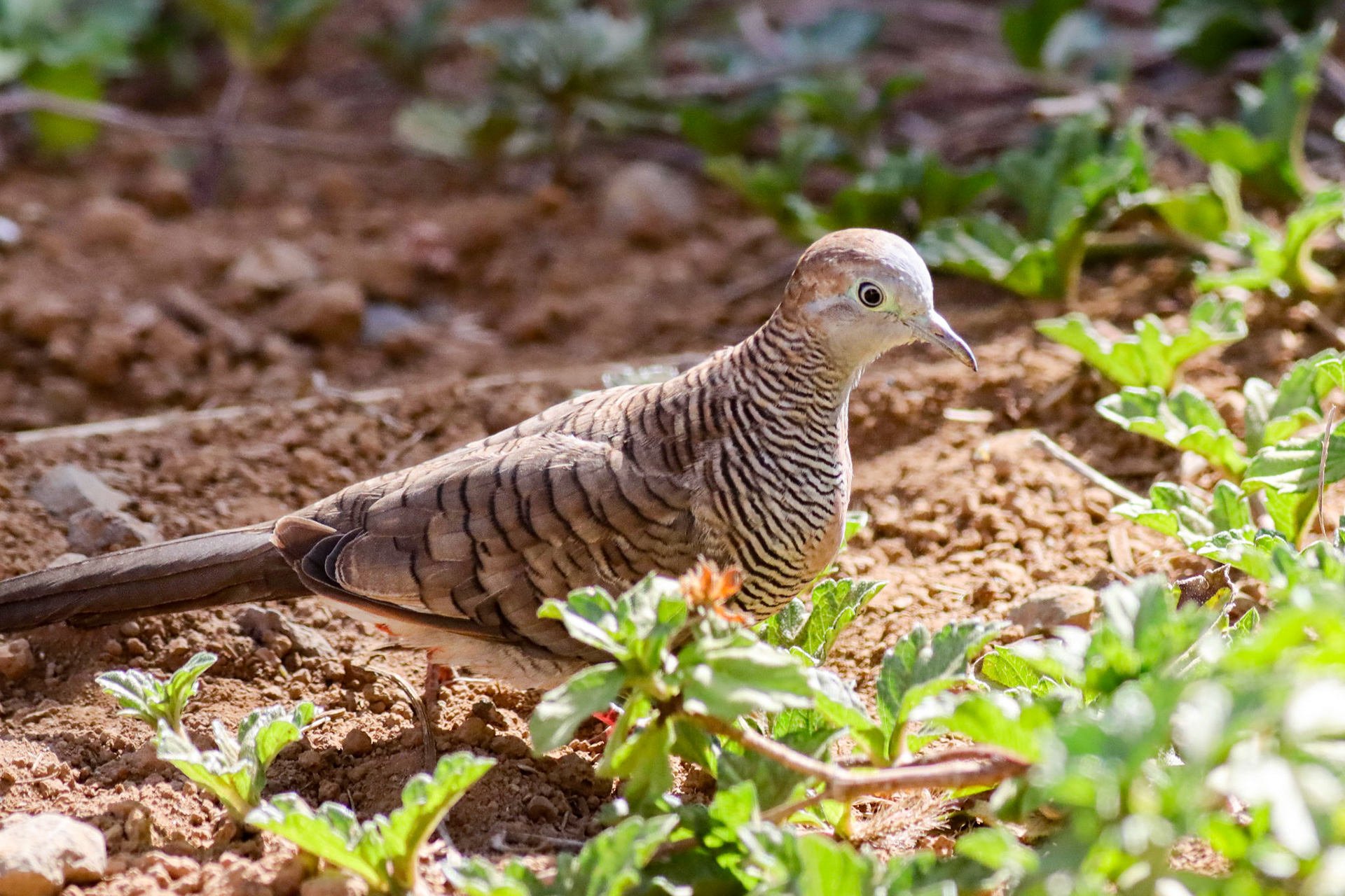 Zebra Dove - Kona, HI - 5/10/25