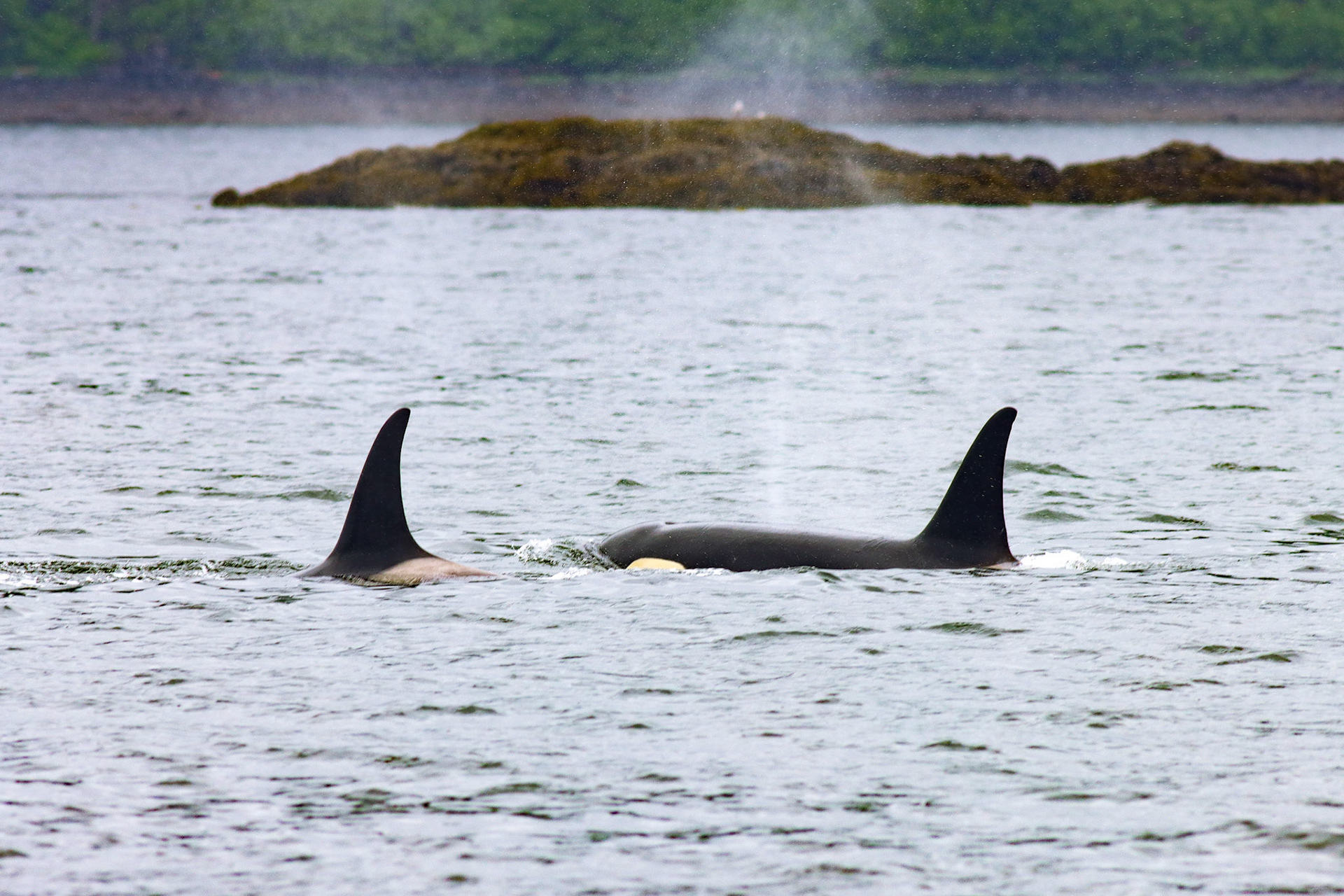 Orcas - Hoonah, AK - 6/10/24