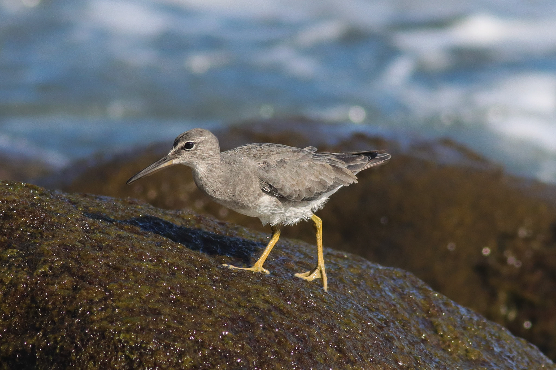 'Ulili (Wandering Tattler) - Keokea Beach Park, HI - 5/17/26
