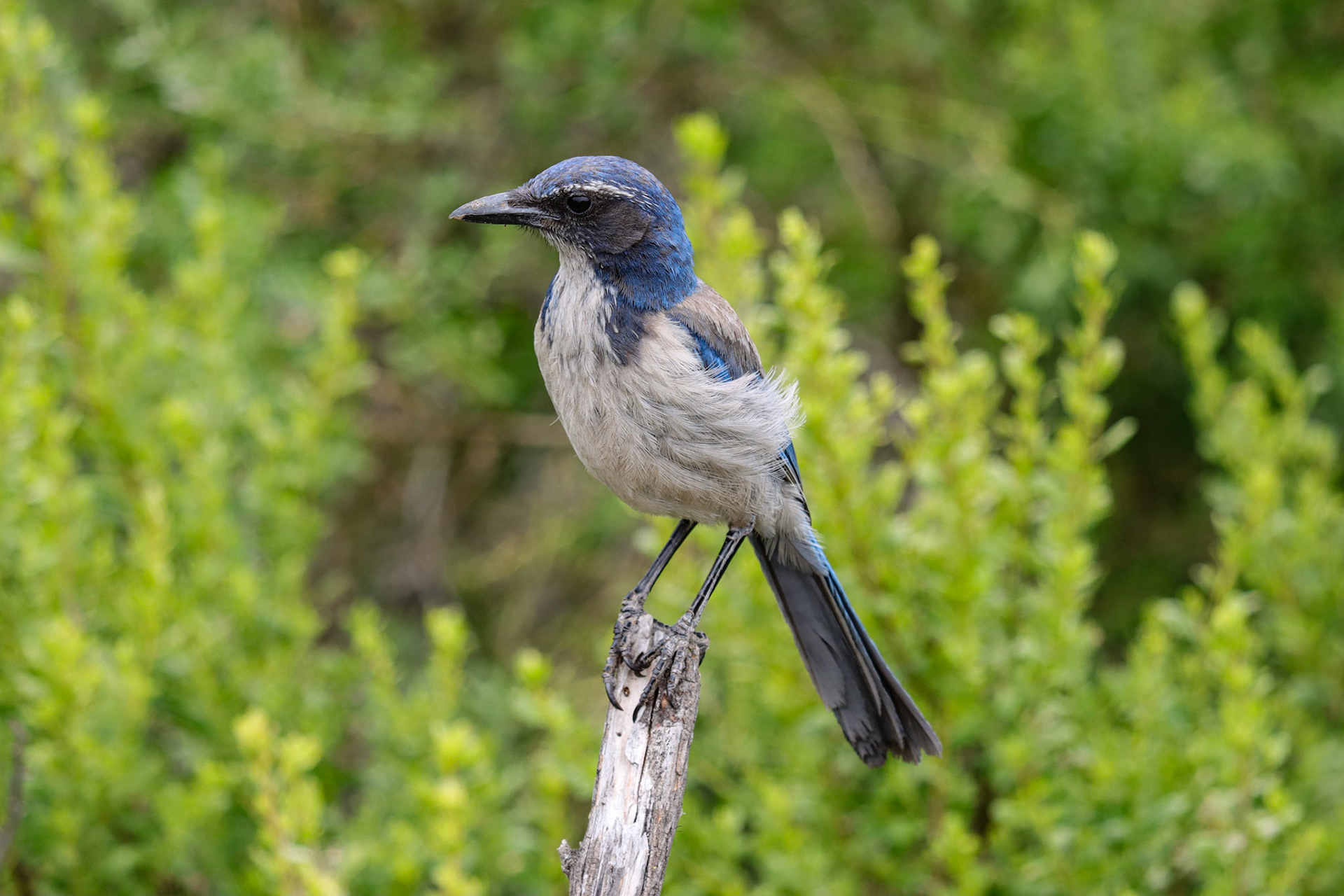 California Scrub-Jay - #6 - 10/17/20 - CA