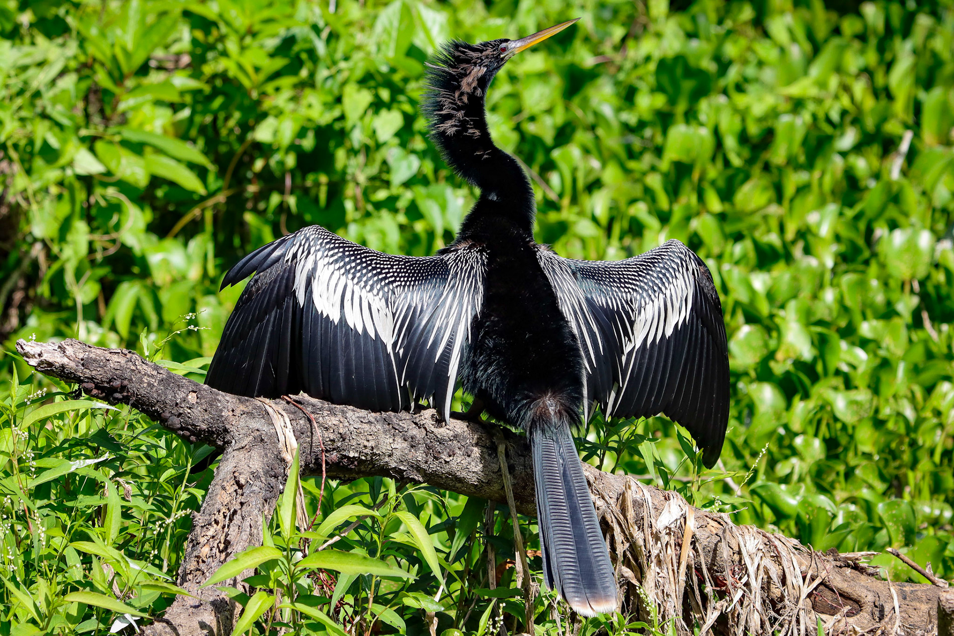 Anhinga - #339 - 4/21/22 - FL