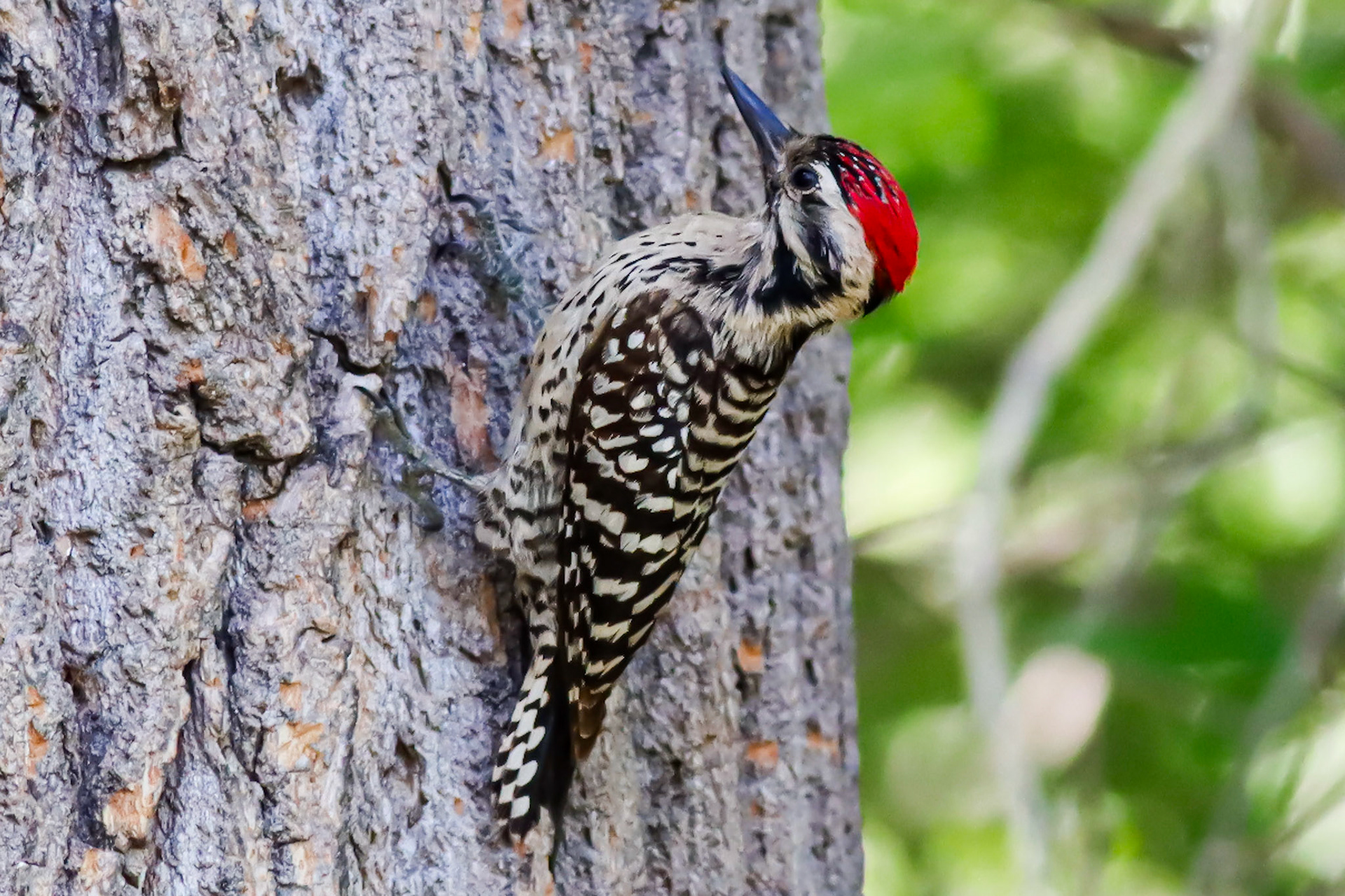 Ladder-backed Woodpecker - #468 - 5/12/23 - AZ