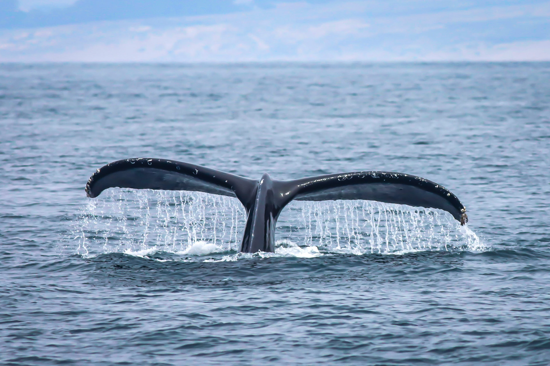 Humpback Whale - Offshore Morro Bay, CA - 8/12/23