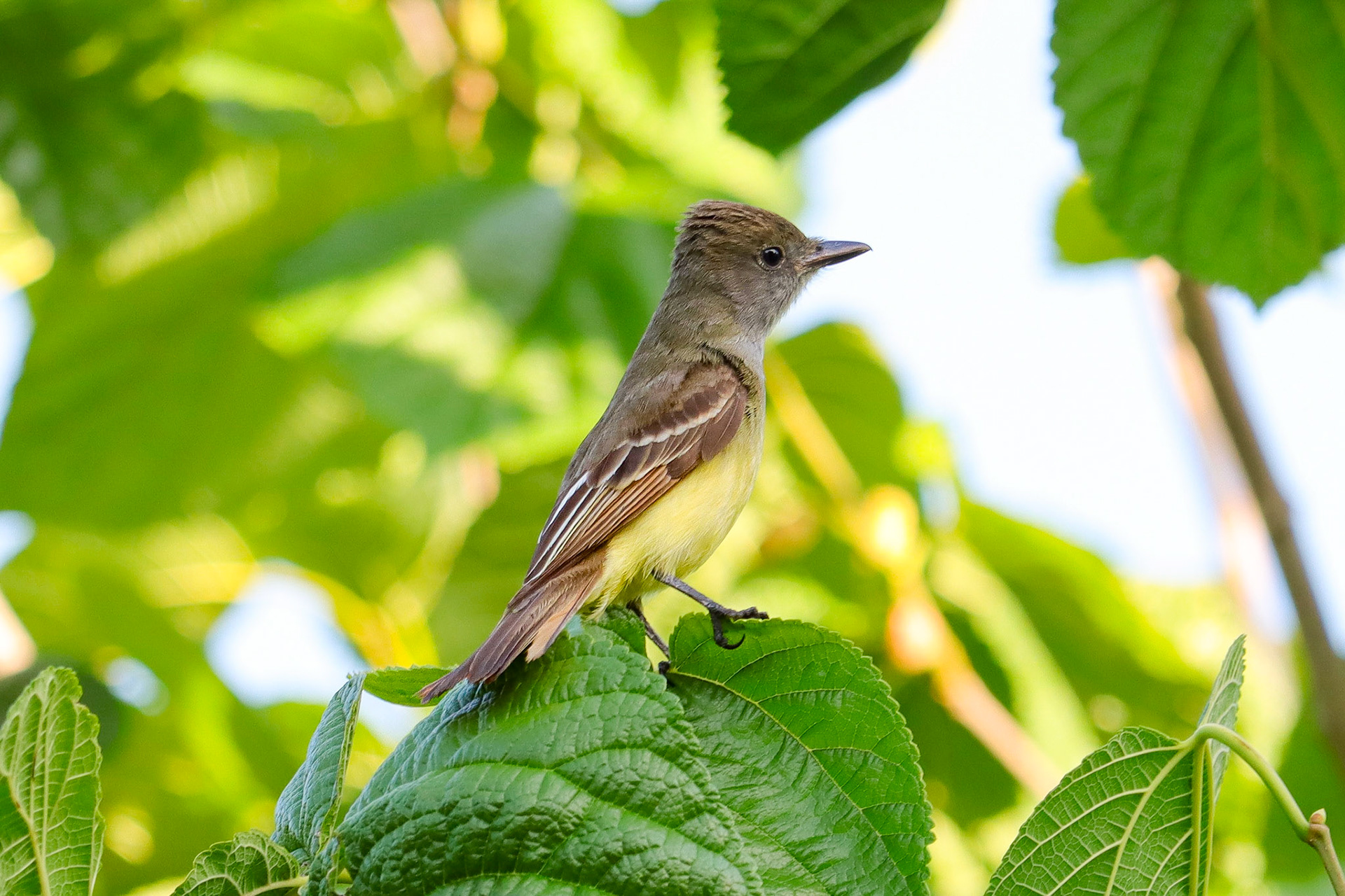 Great Crested Flycatcher - #351 - 4/23/22 - FL