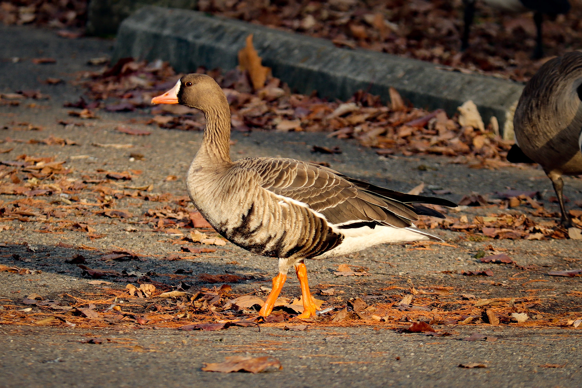 Greater White-fronted Goose - #127 - 1/16/21 - CA