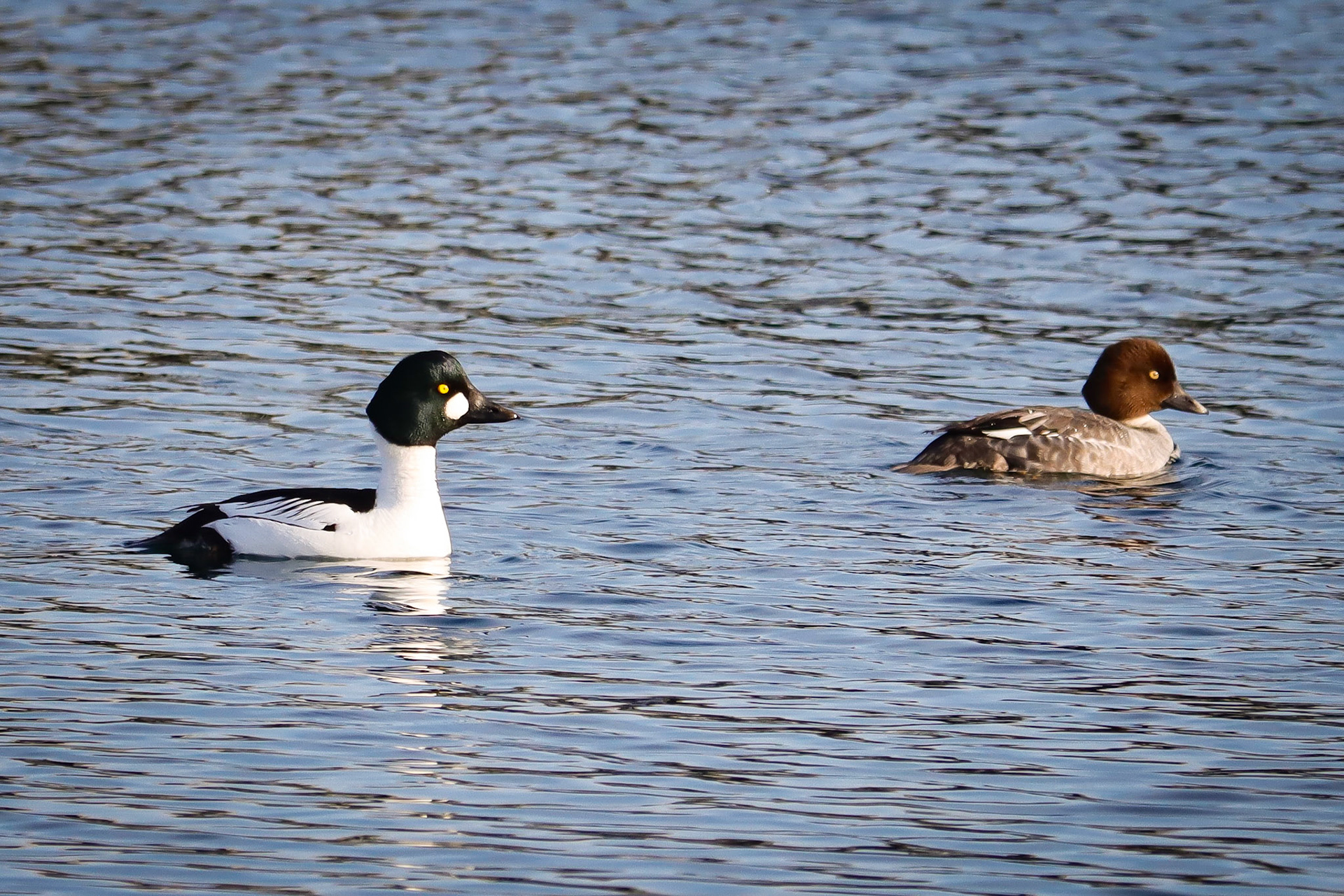 Common Goldeneye - #190 - 4/8/21 - CO