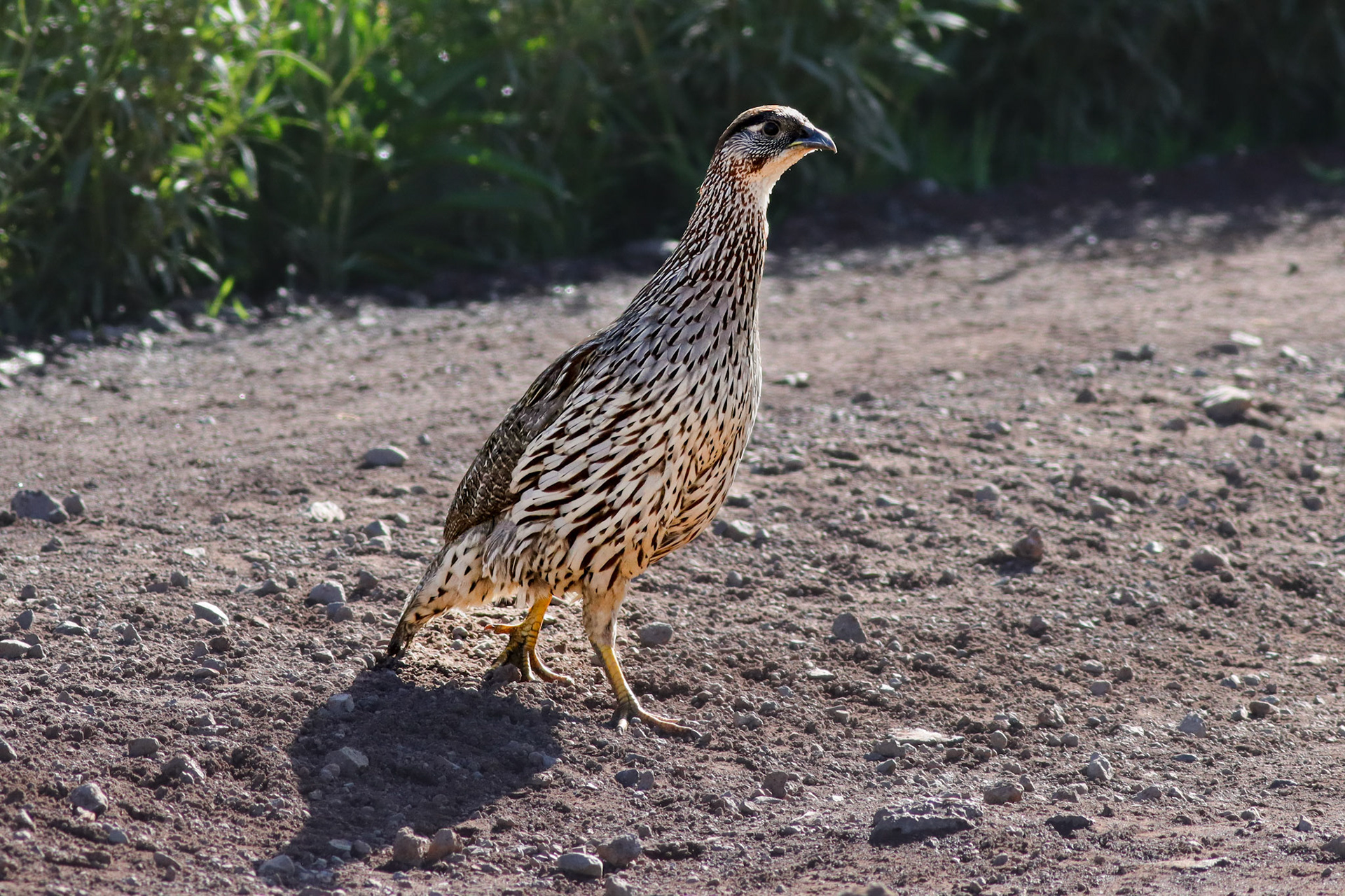 Erckelʻs Spurfowl - Waikoloa, HI - 5/16/26