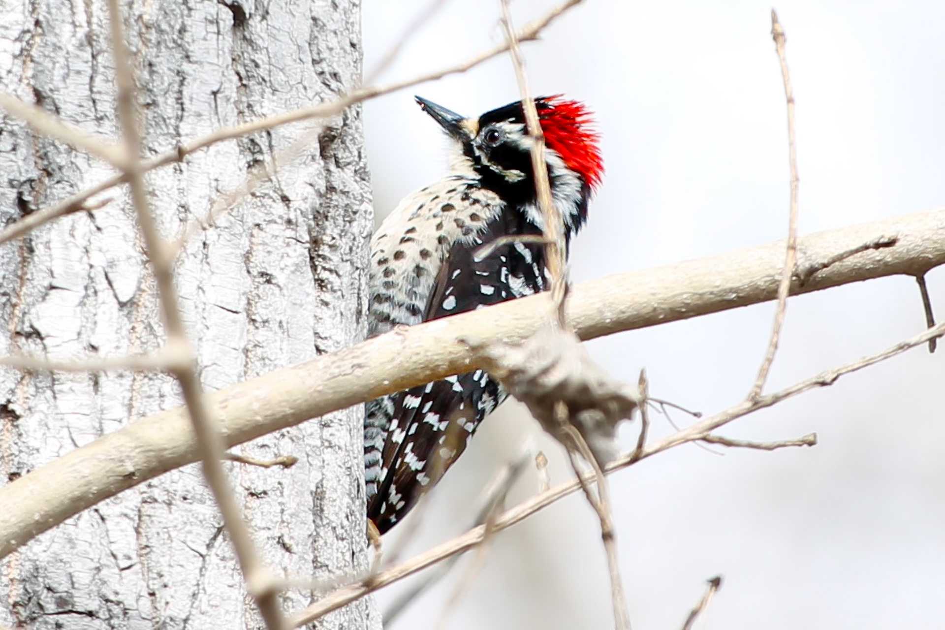 Nuttallʻs Woodpecker - #27 - 10/30/20 - CA