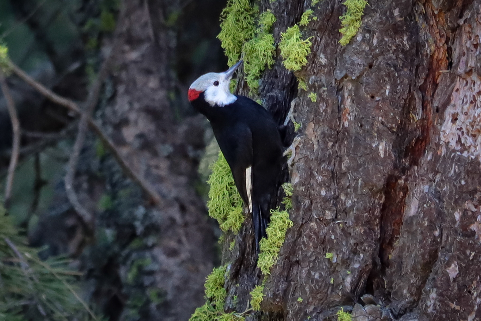 White-headed Woodpecker - #297 - 10/16/21 - CA