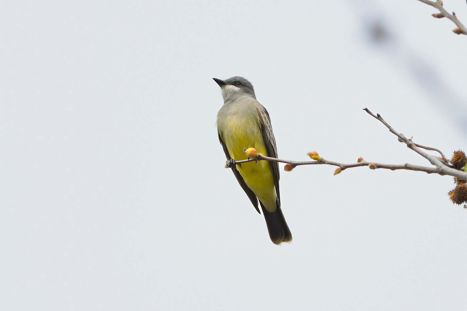 Cassin's Kingbird - #85 - 12/20/20 - CA