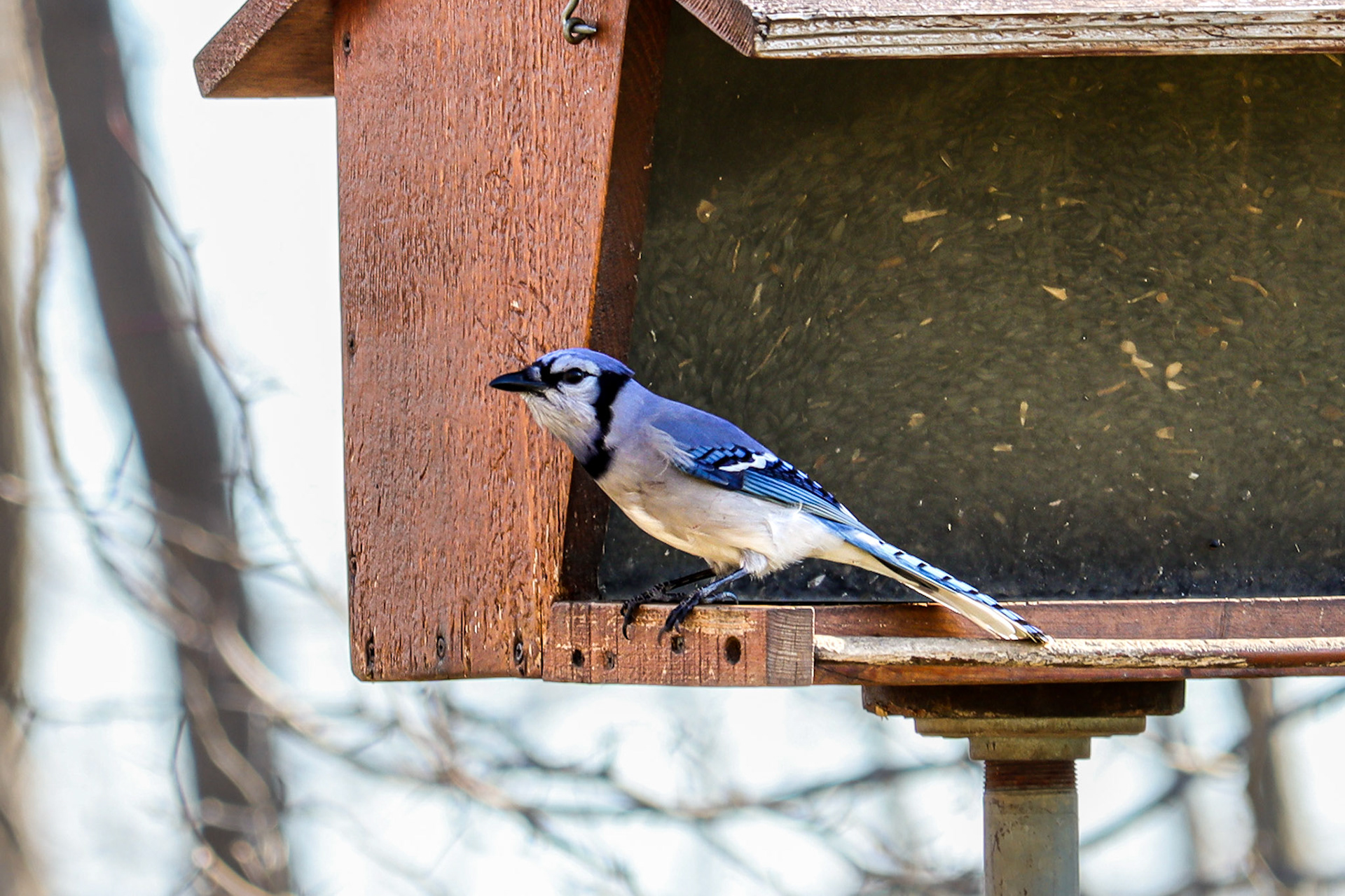 Blue Jay - #185 - 4/6/21 - OH