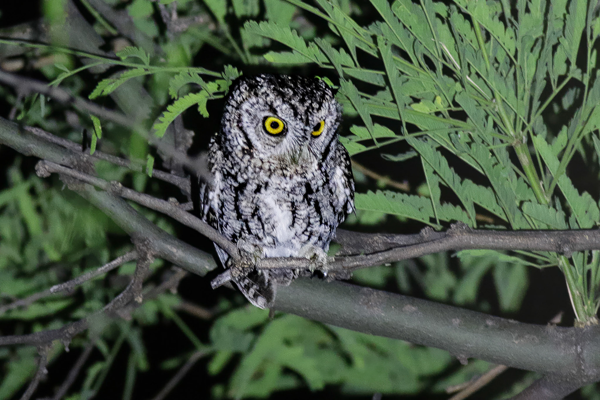 Whiskered Screech-Owl - #483 - 5/13/23 - AZ