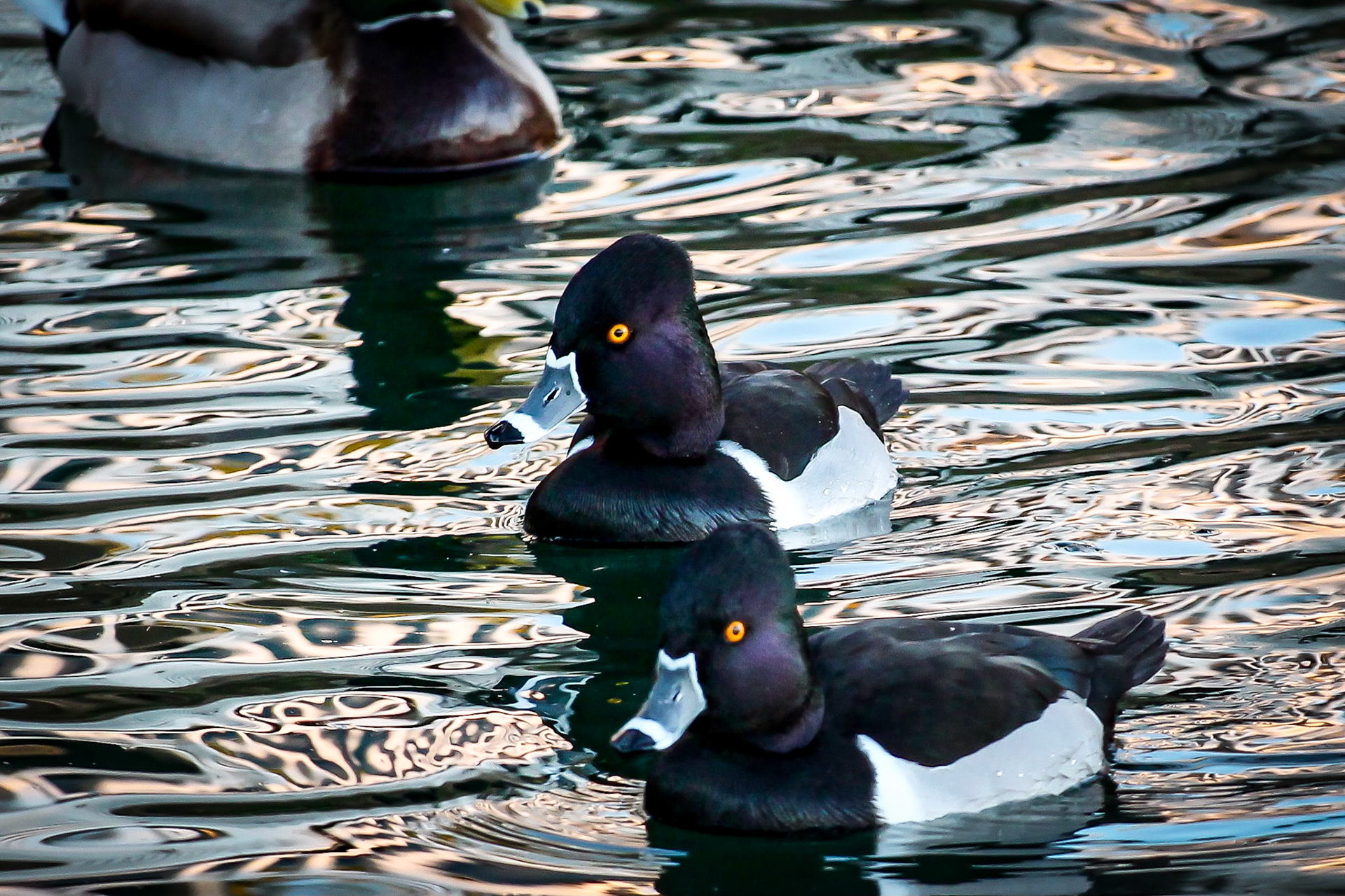 Ring-necked Duck - #86 - 12/20/20 - CA
