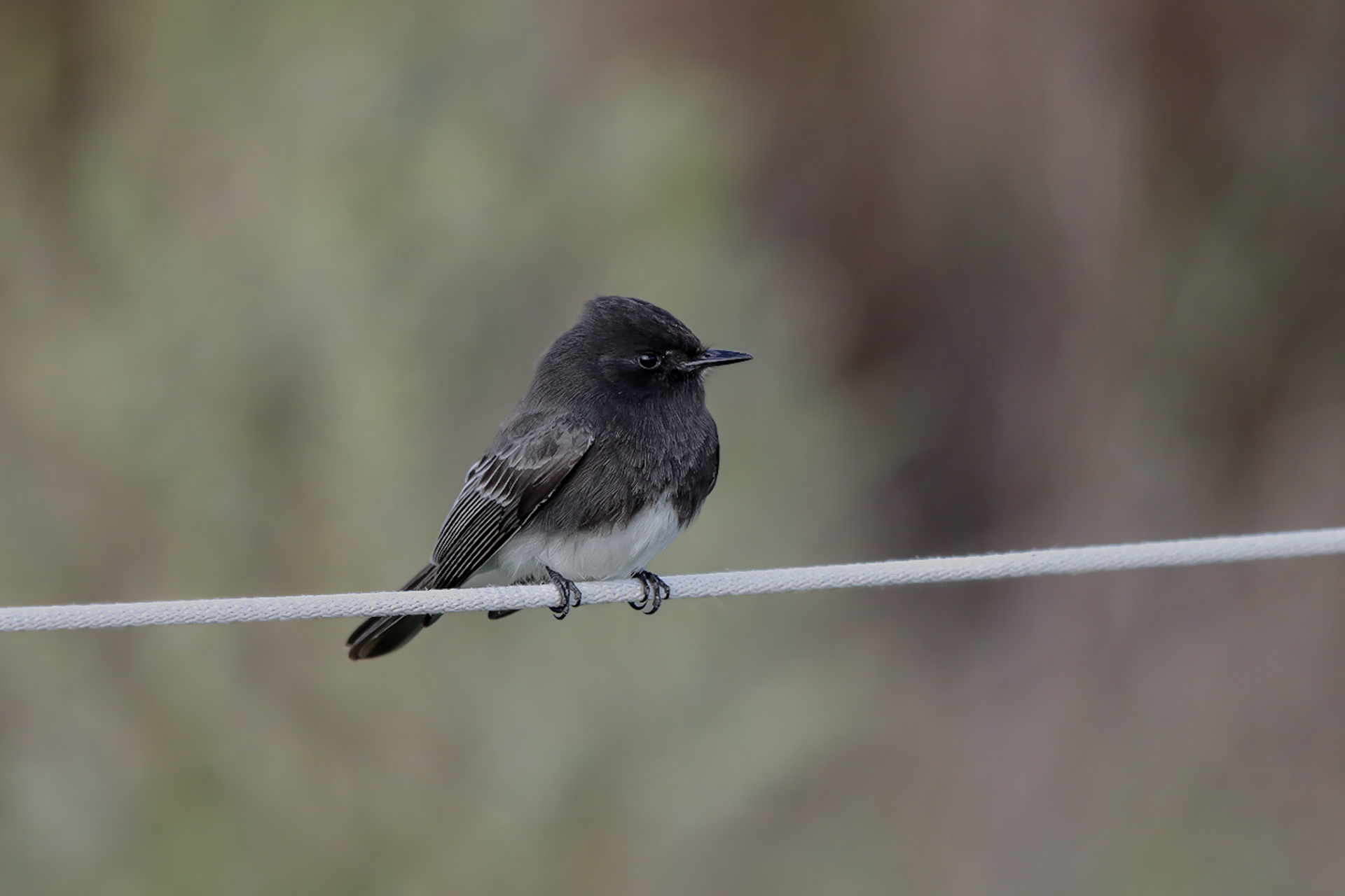 Black Phoebe - #39 - 11/20/20 - CA