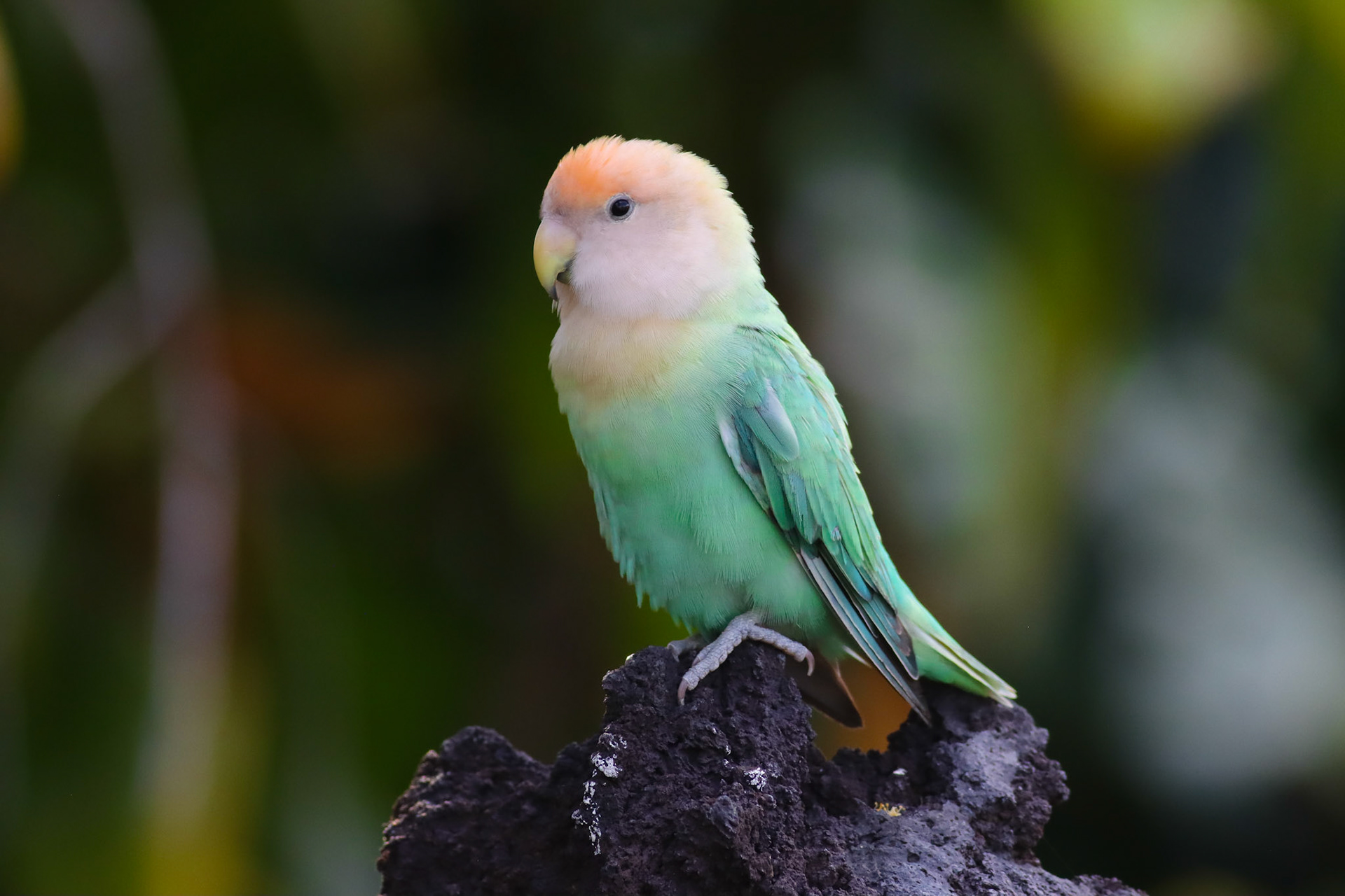 Rosy-faced Lovebird - Kamuela, HI - 5/13/26