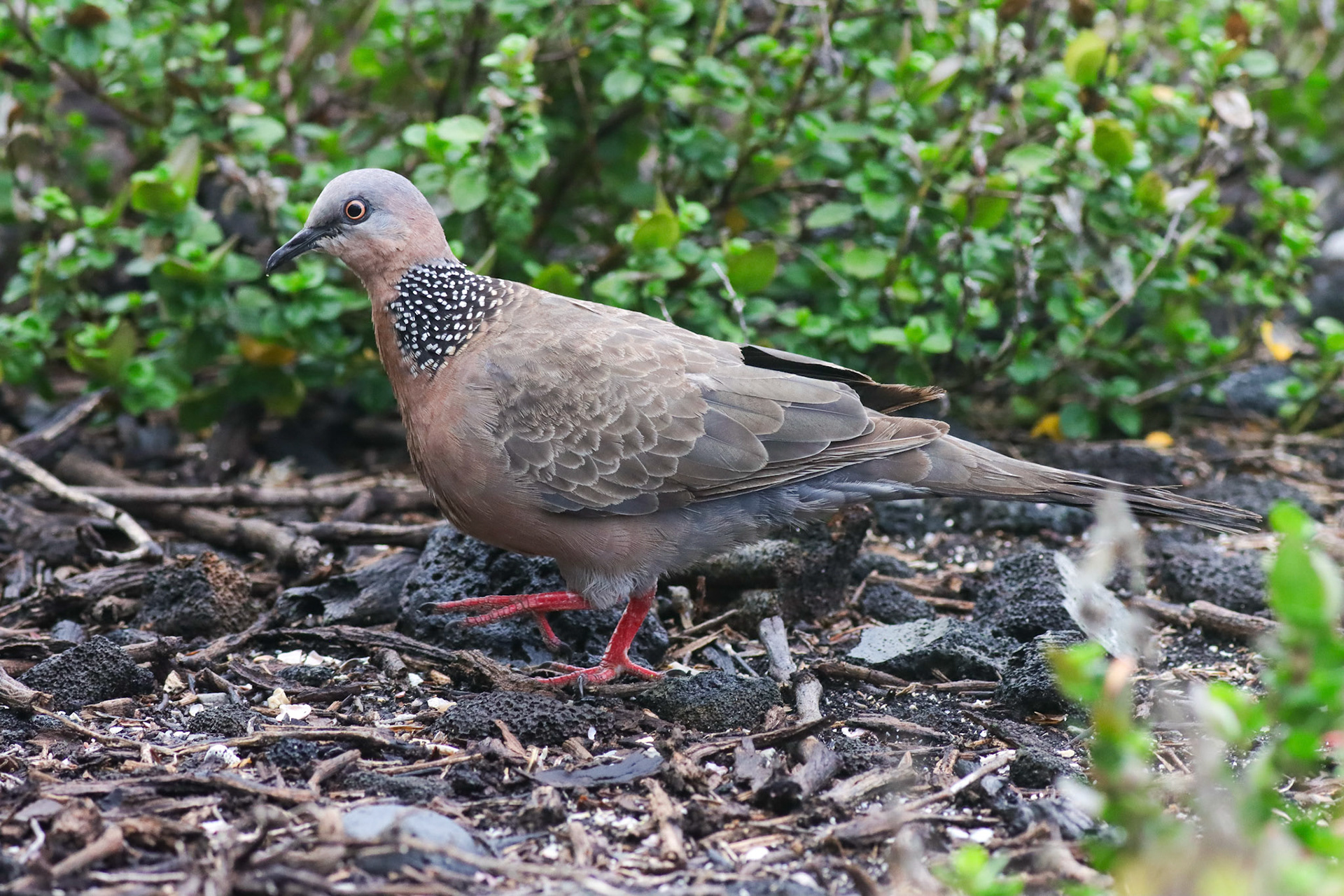 Spotted Dove - Kona, HI - 5/14/25