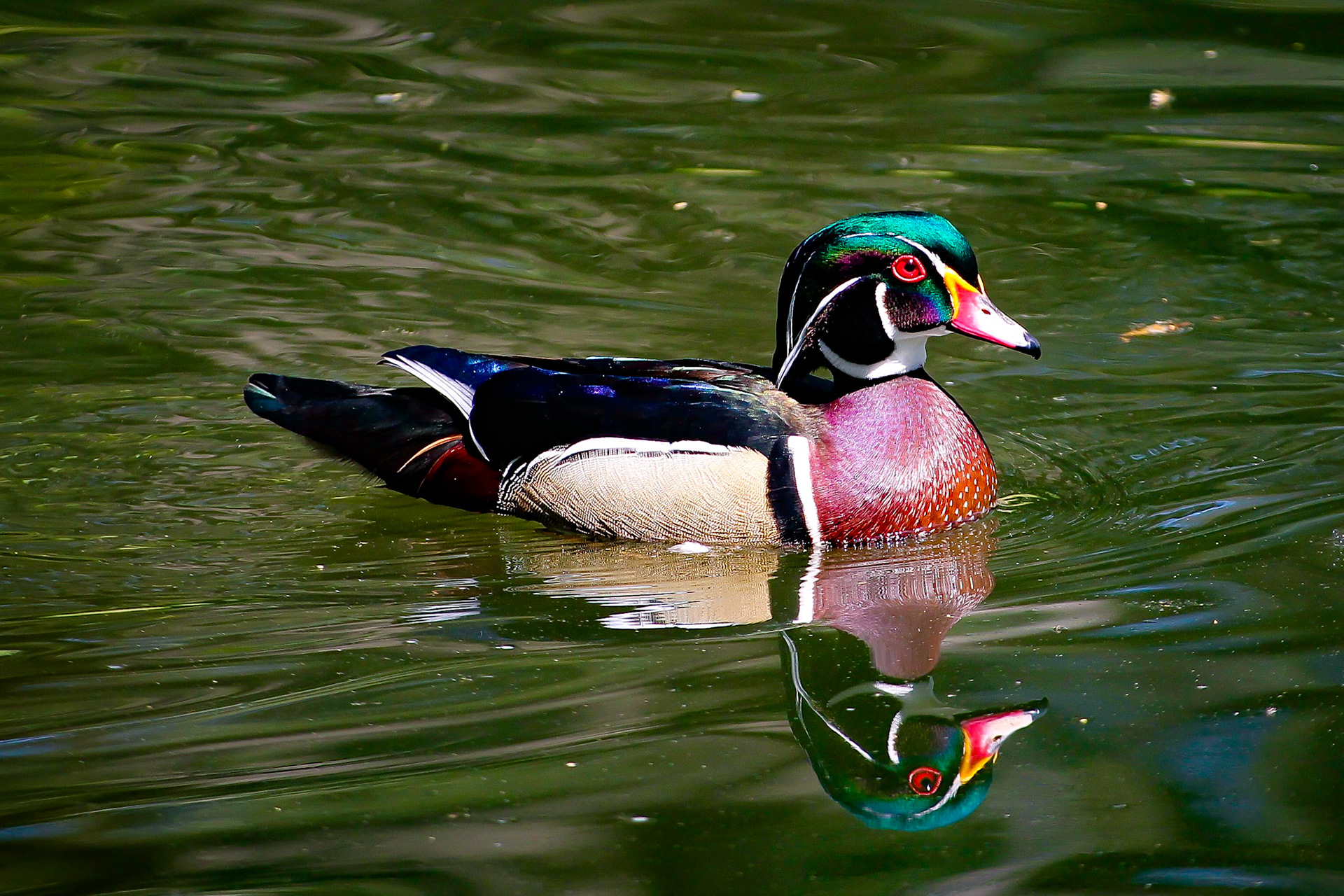Wood Duck - #173 - 3/26/21 - CA