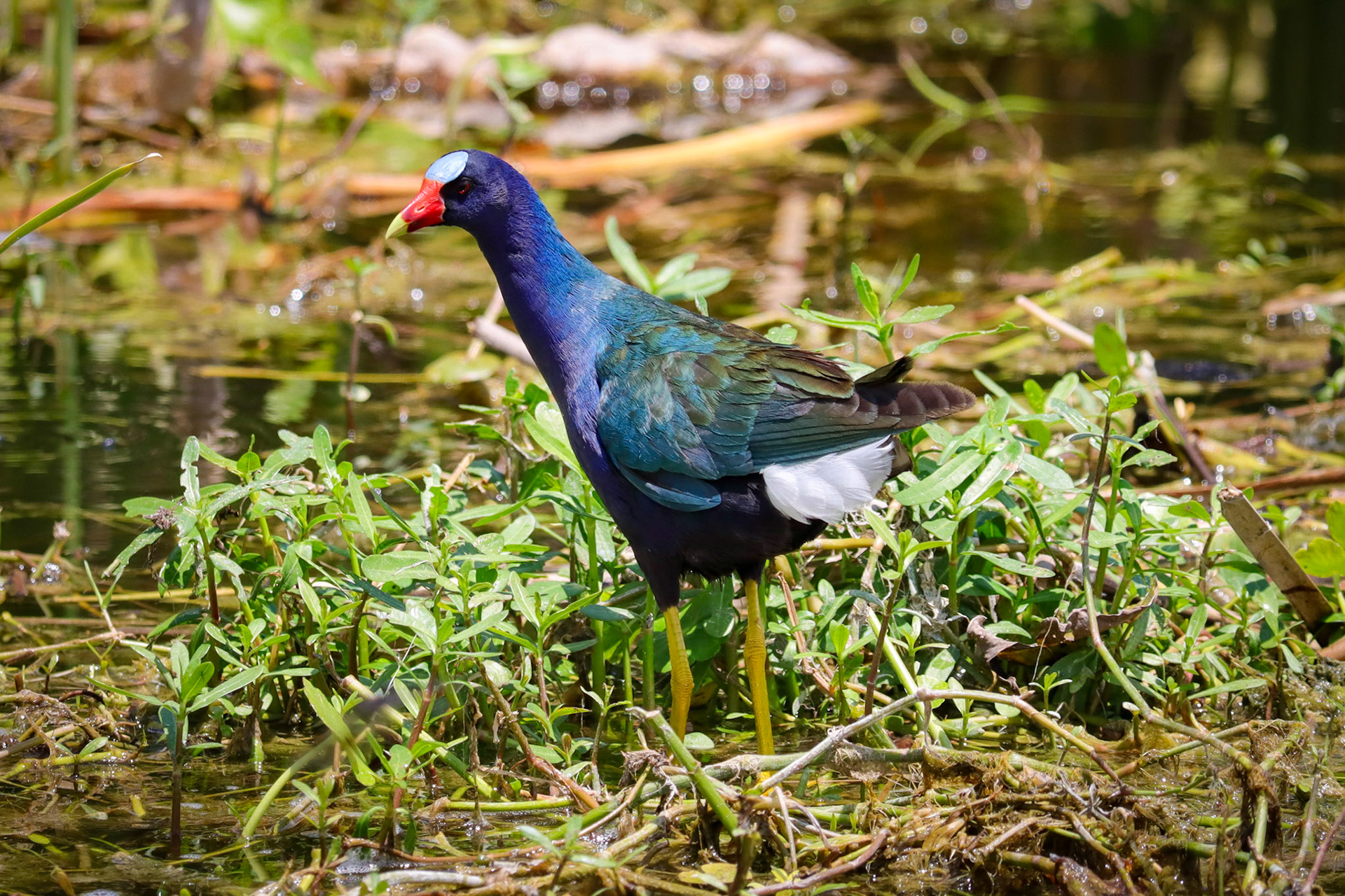 Purple Gallinule - #366 - 4/26/22 - FL
