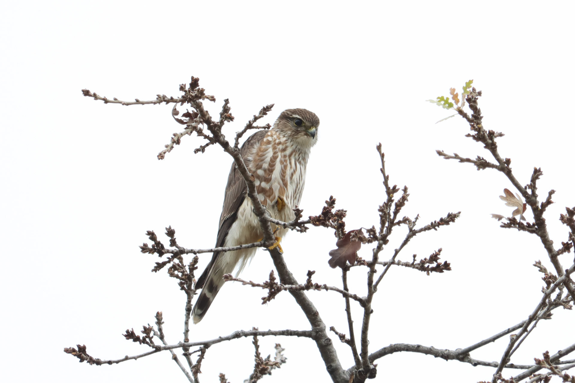 Merlin - #300 - 10/31/21 - CA