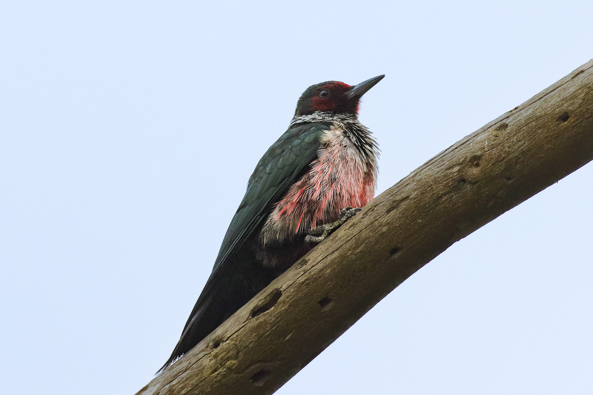 Lewisʻs Woodpecker - #289 - 9/24/21 - CA