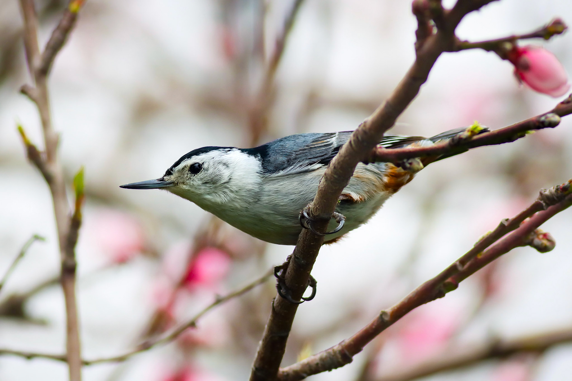 White-breasted Nuthatch - #63 - 12/5/20 - CA