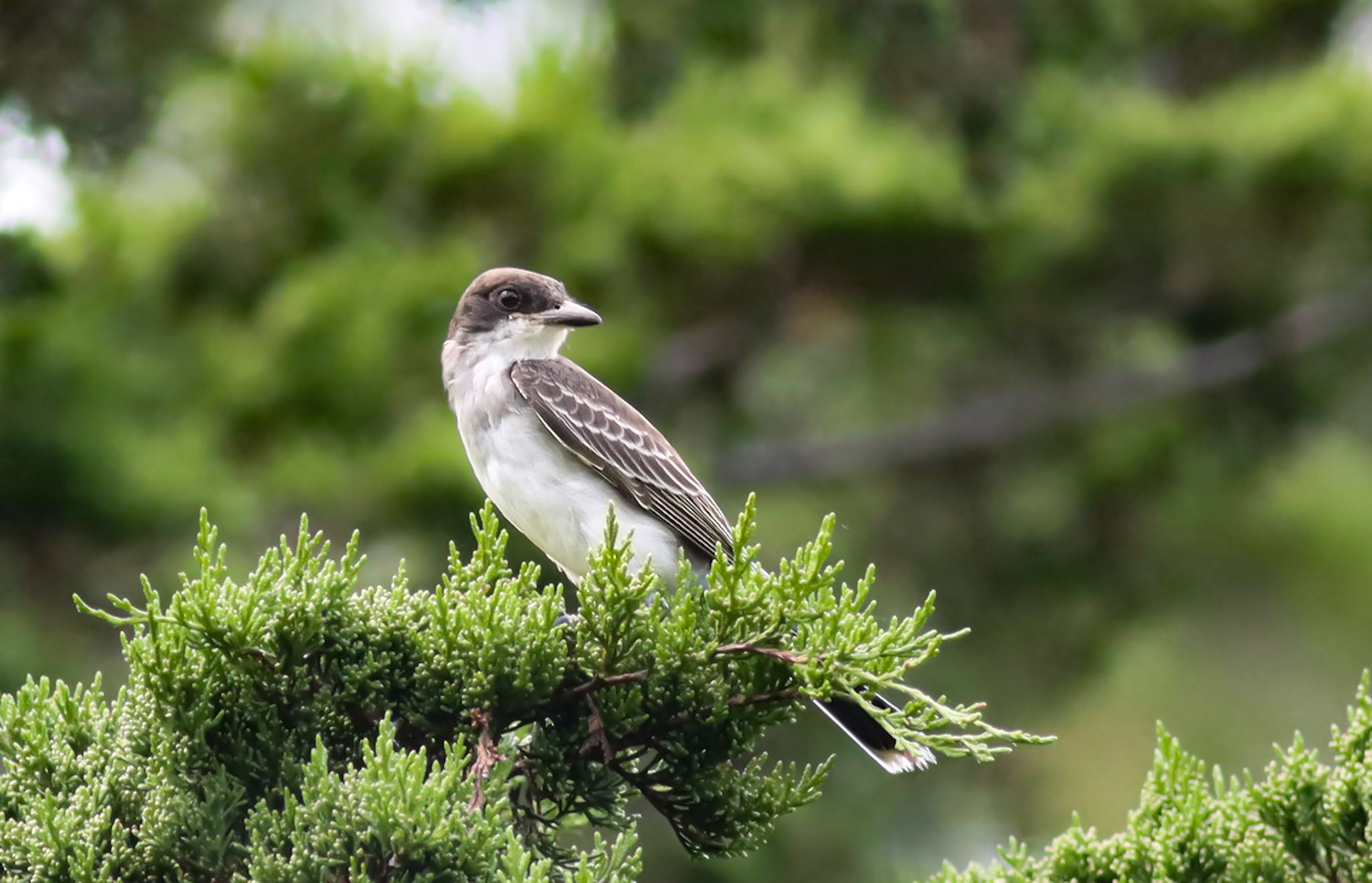 Eastern Kingbird - #376 - 9/13/22 - CT