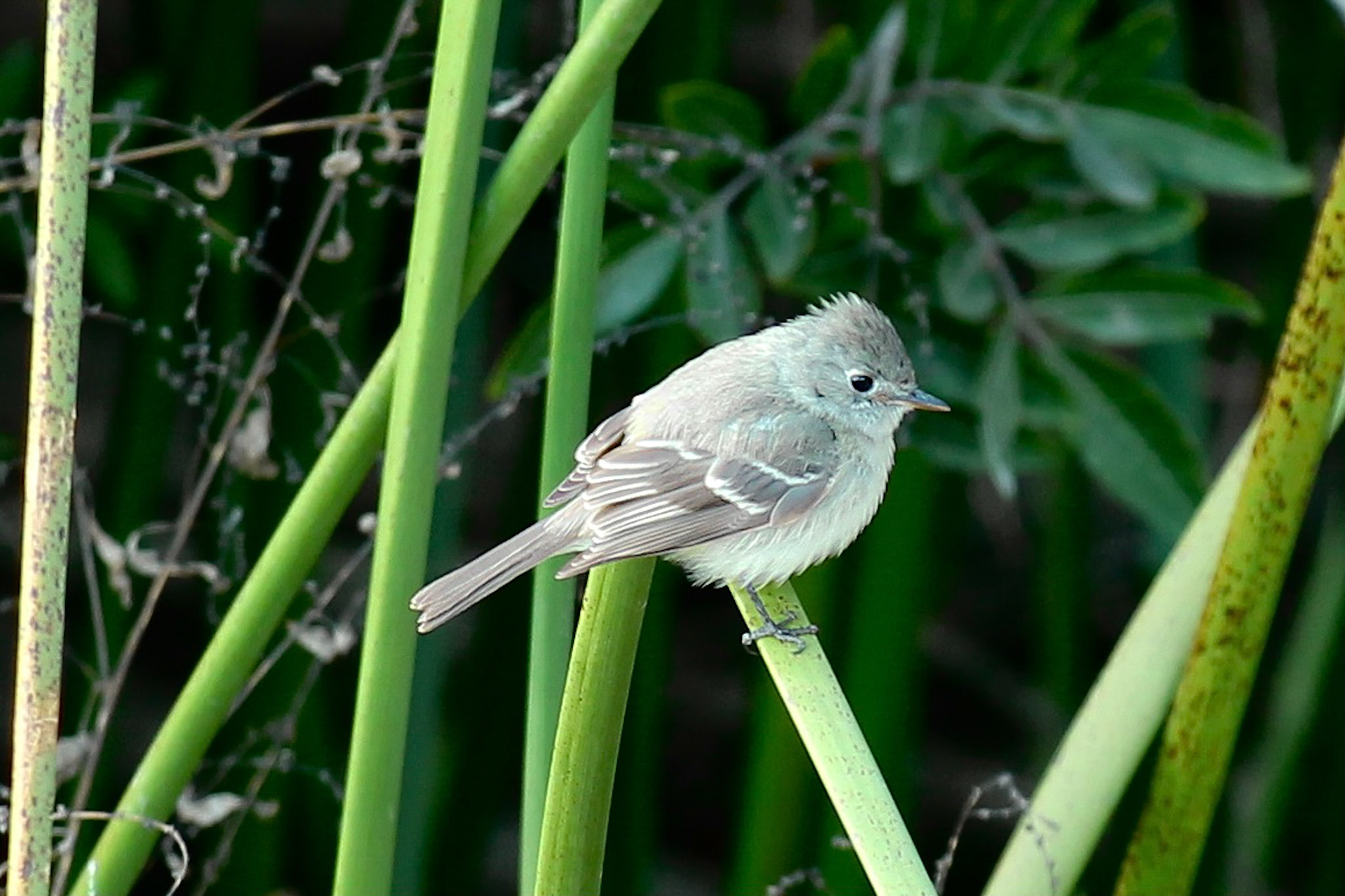 Dusky Flycatcher - #131 - 1/22/21 - CA