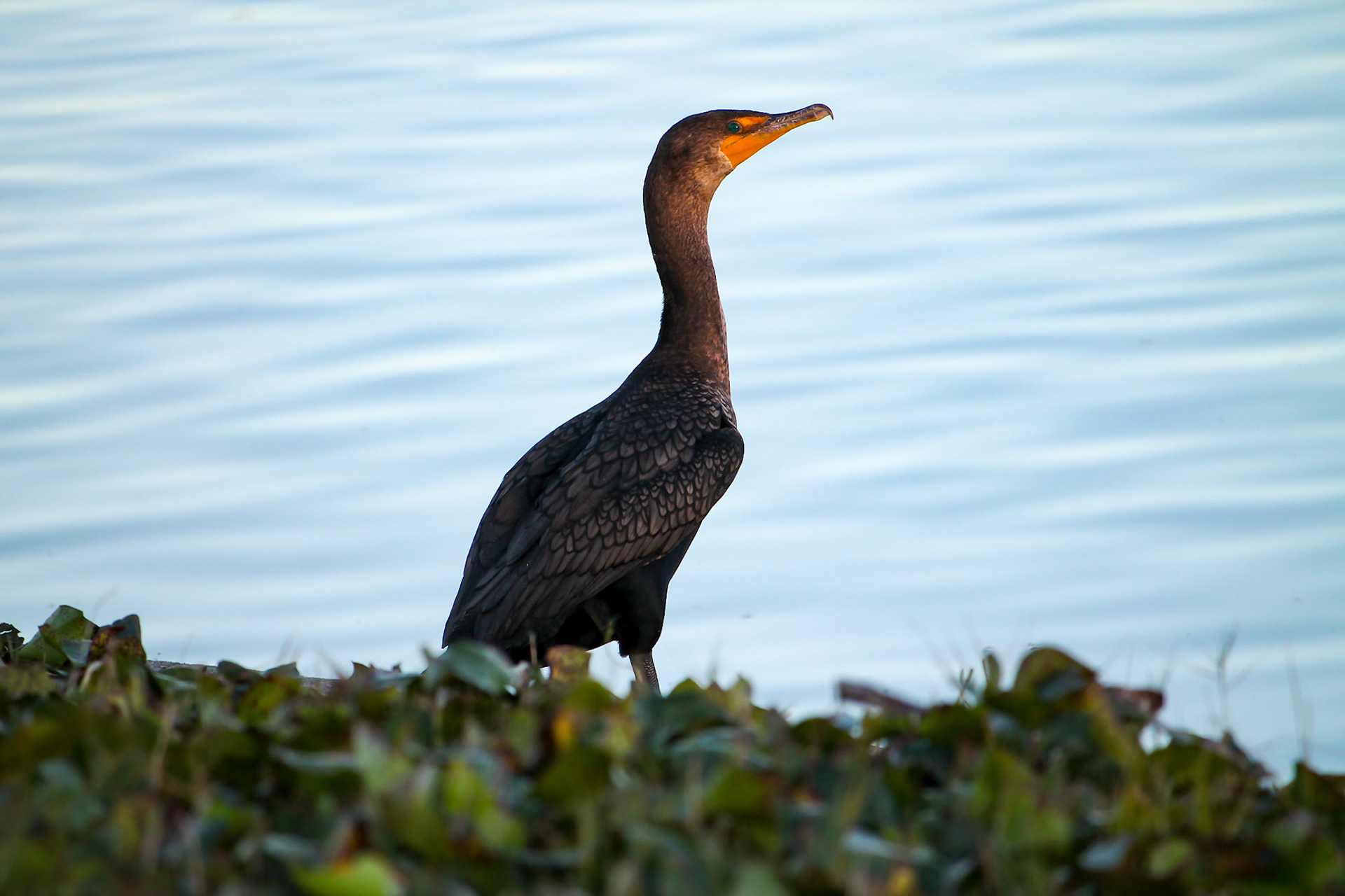 Double-crested Cormorant - #75 - 12/6/20 - CA