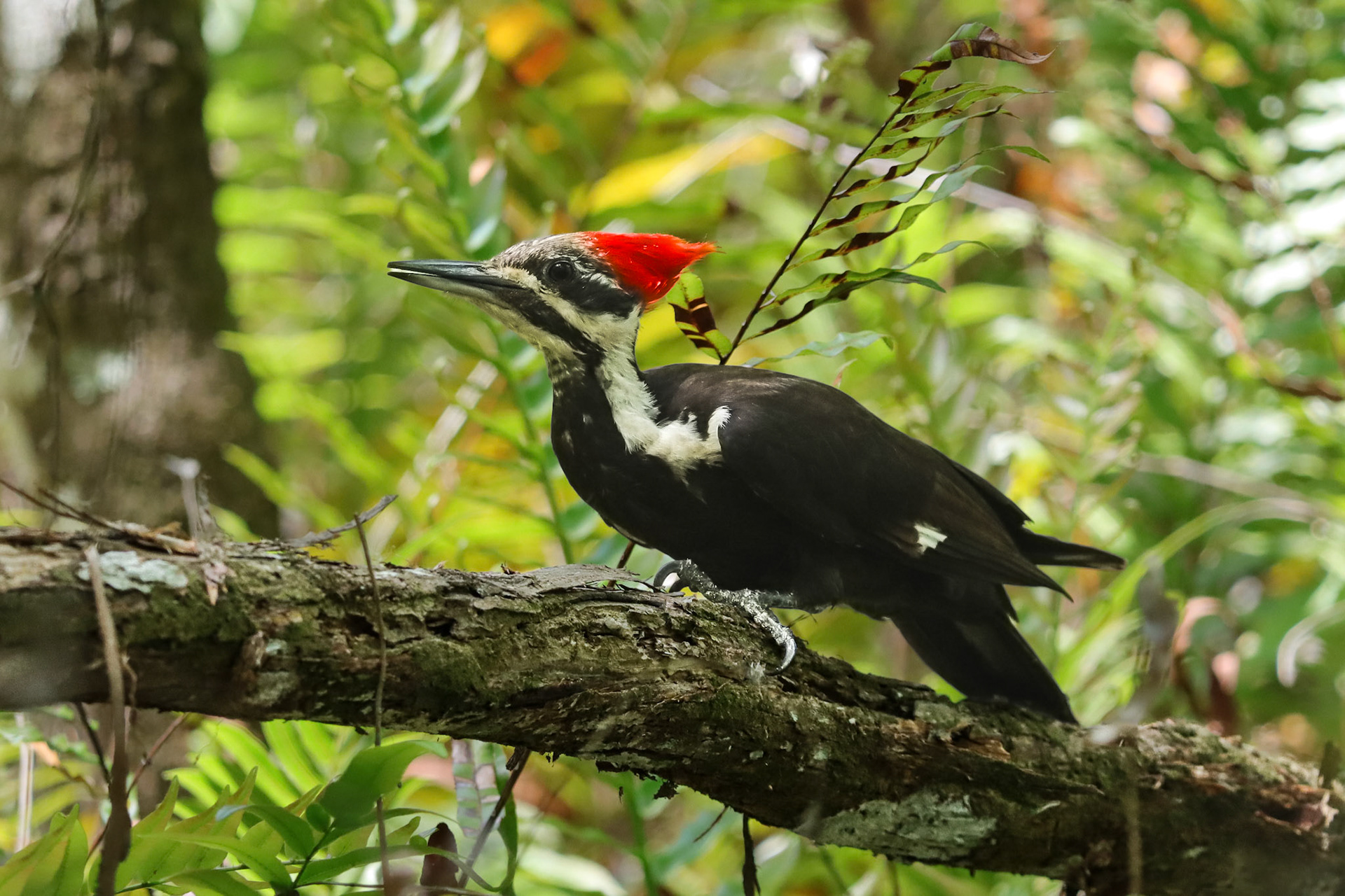 Pileated Woodpecker - #318 - 12/10/21 - FL