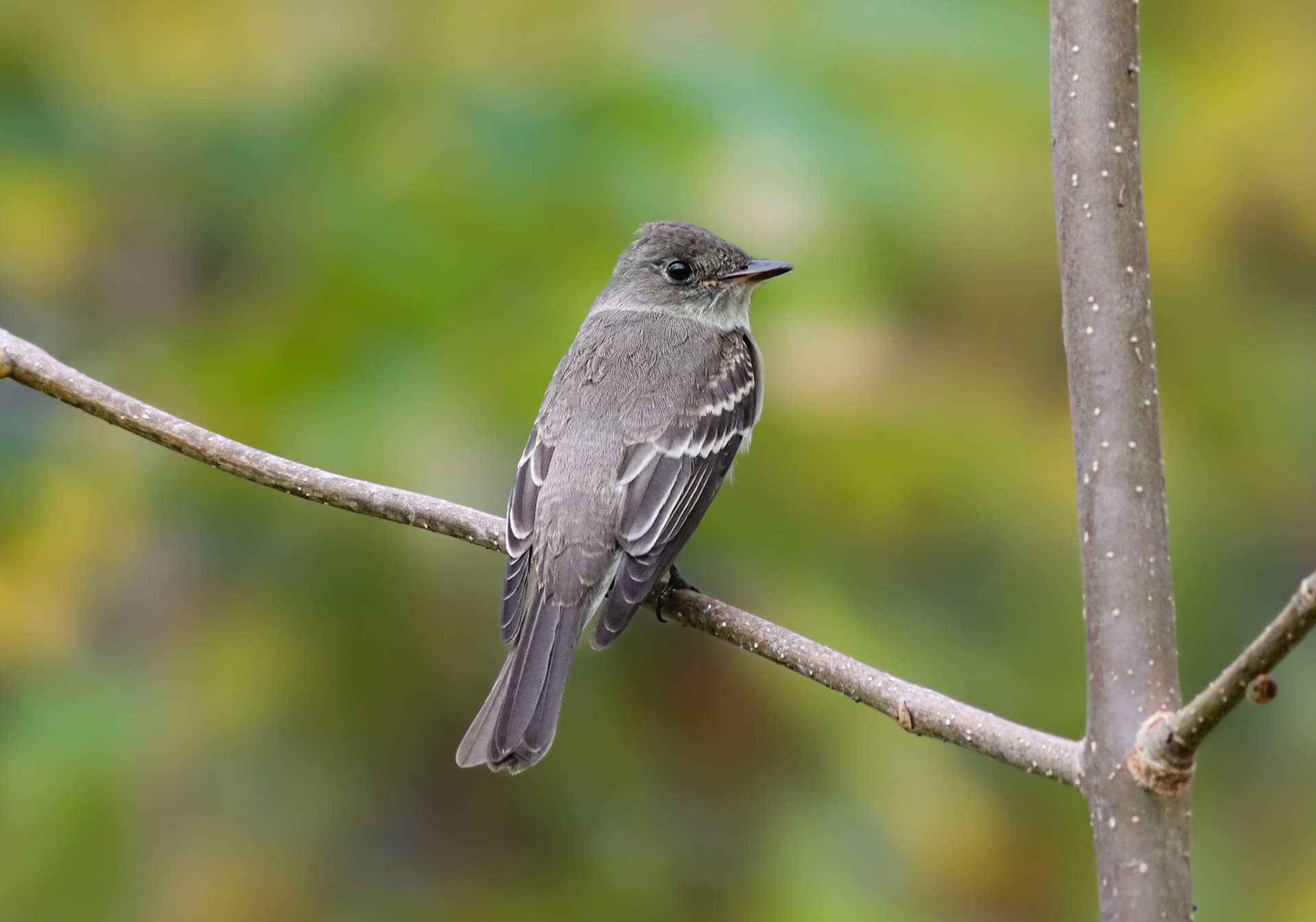 Eastern Wood-Pewee - #506 - 10/6/23 - DC