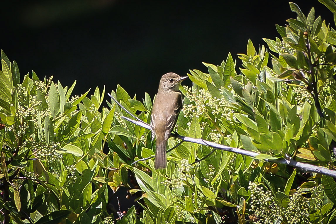 Willow Flycatcher - #264 - 9/4/21 - CA