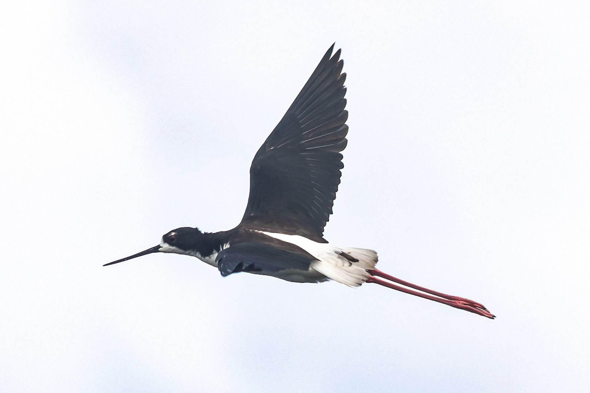 Ae'o (Hawaiian Stilt) - Kona, HI - 5/14/25