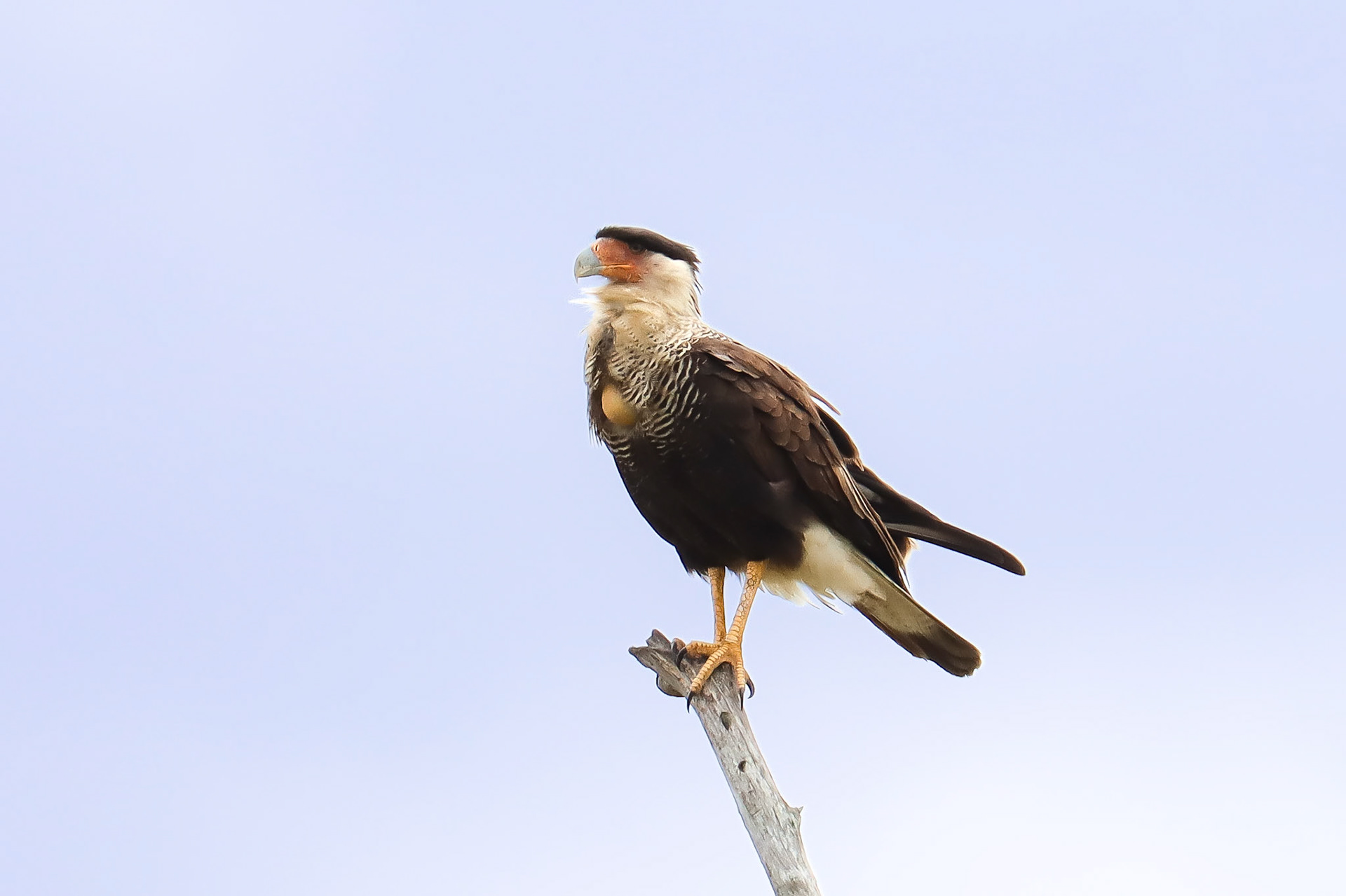 Crested Caracara - #359 - 4/24/22 - FL