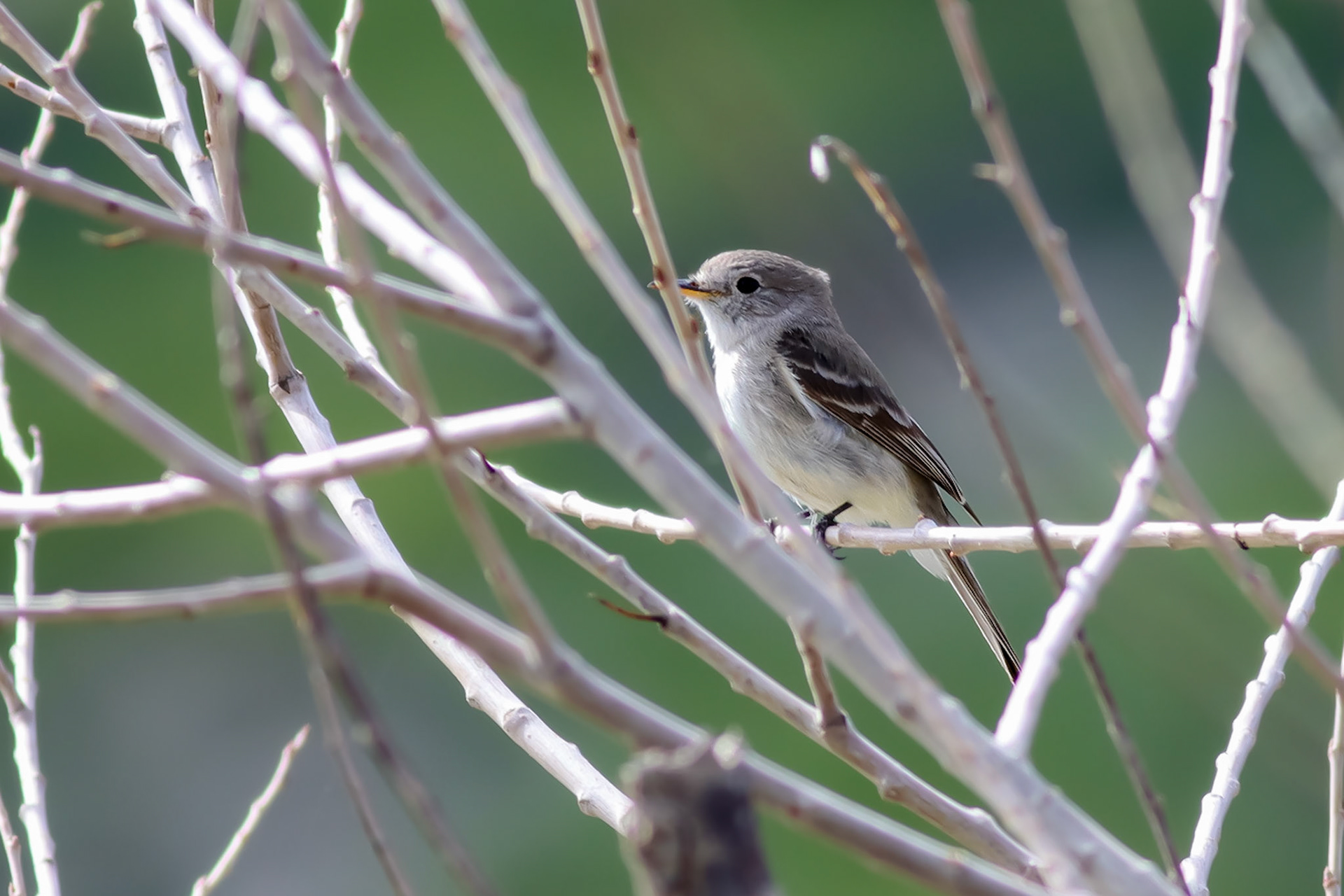 Gray Flycatcher - #447 - 3/12/23 - CA