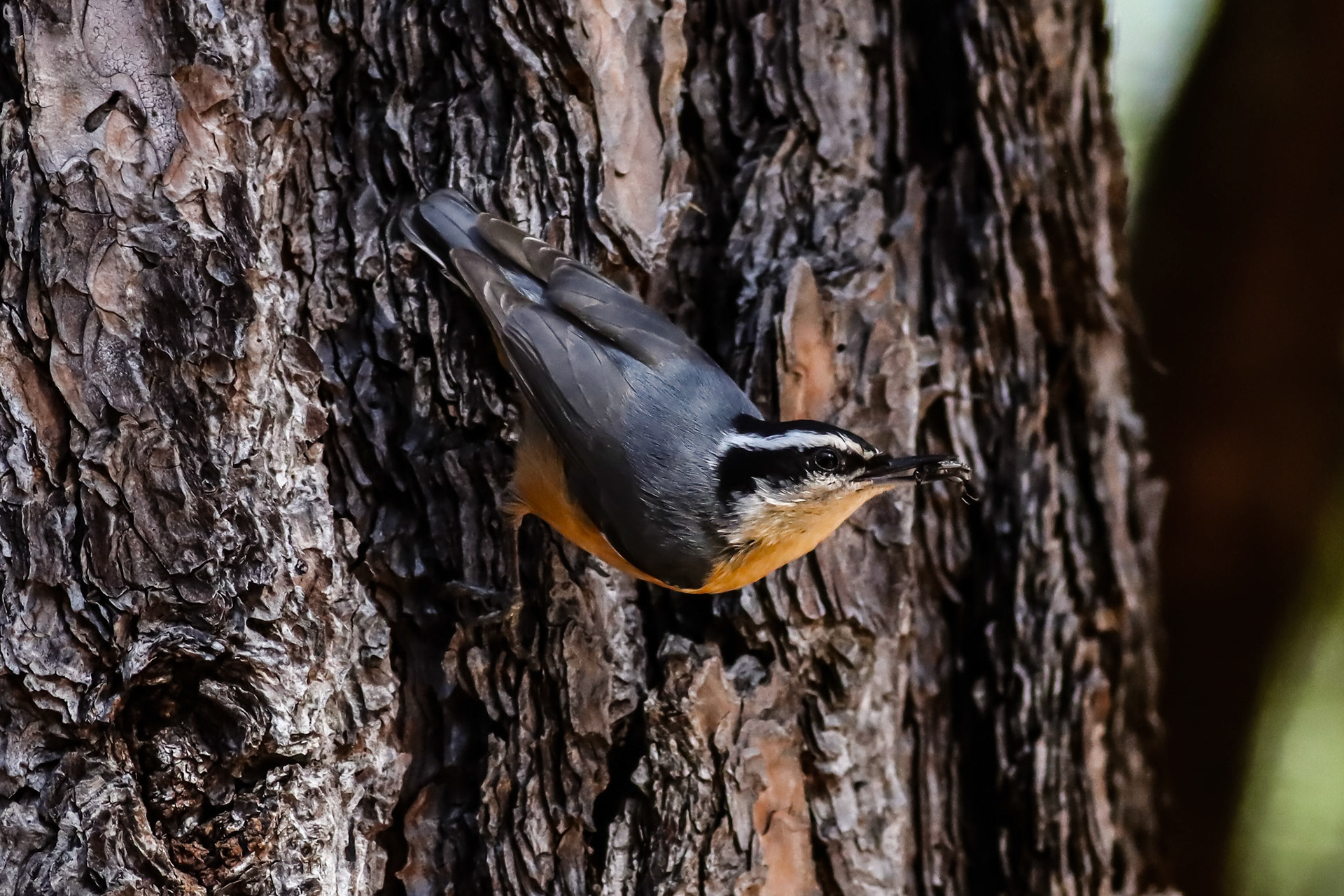 Red-breasted Nuthatch - #138 - 1/30/21 - CA