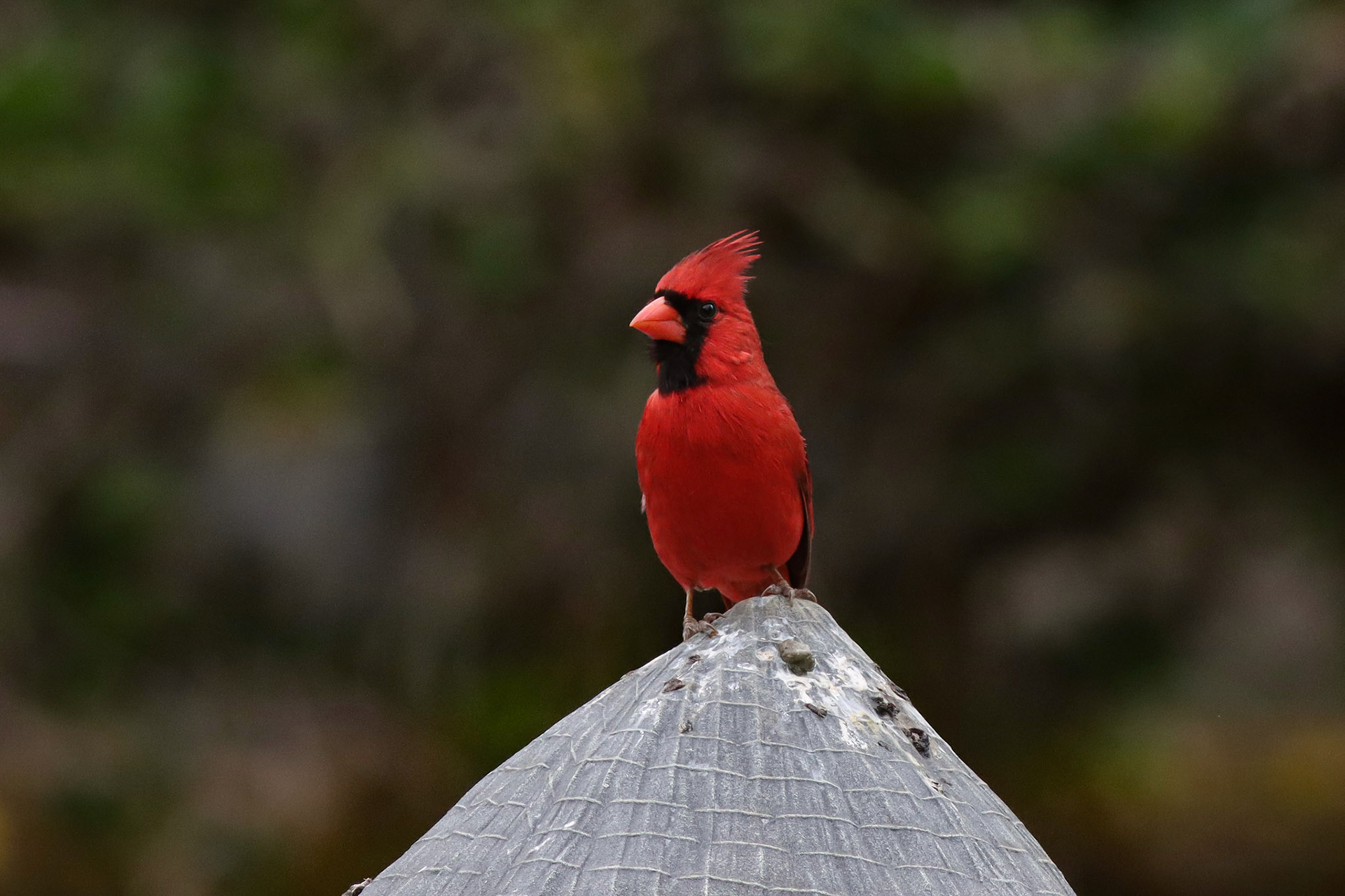 Northern Cardinal - Waikoloa Village, HI - 5/13/25