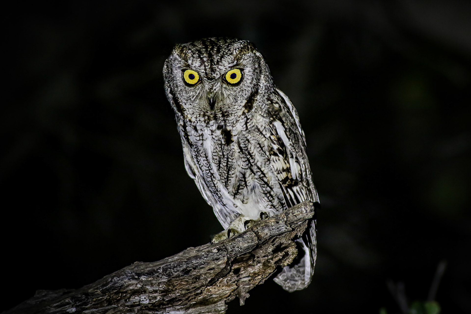 Western Screech-Owl - #439 -  1/29/23 - CA