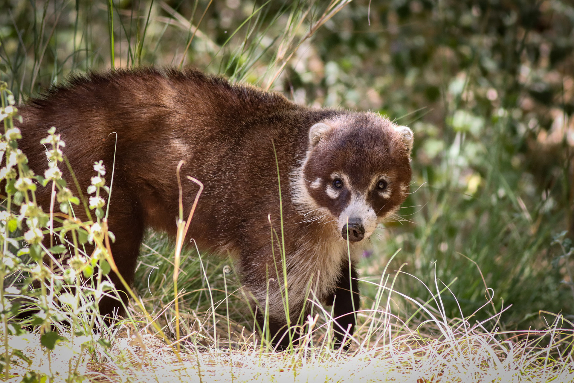 White-nosed Coati - Madera Canyon, AZ - 5/12/23