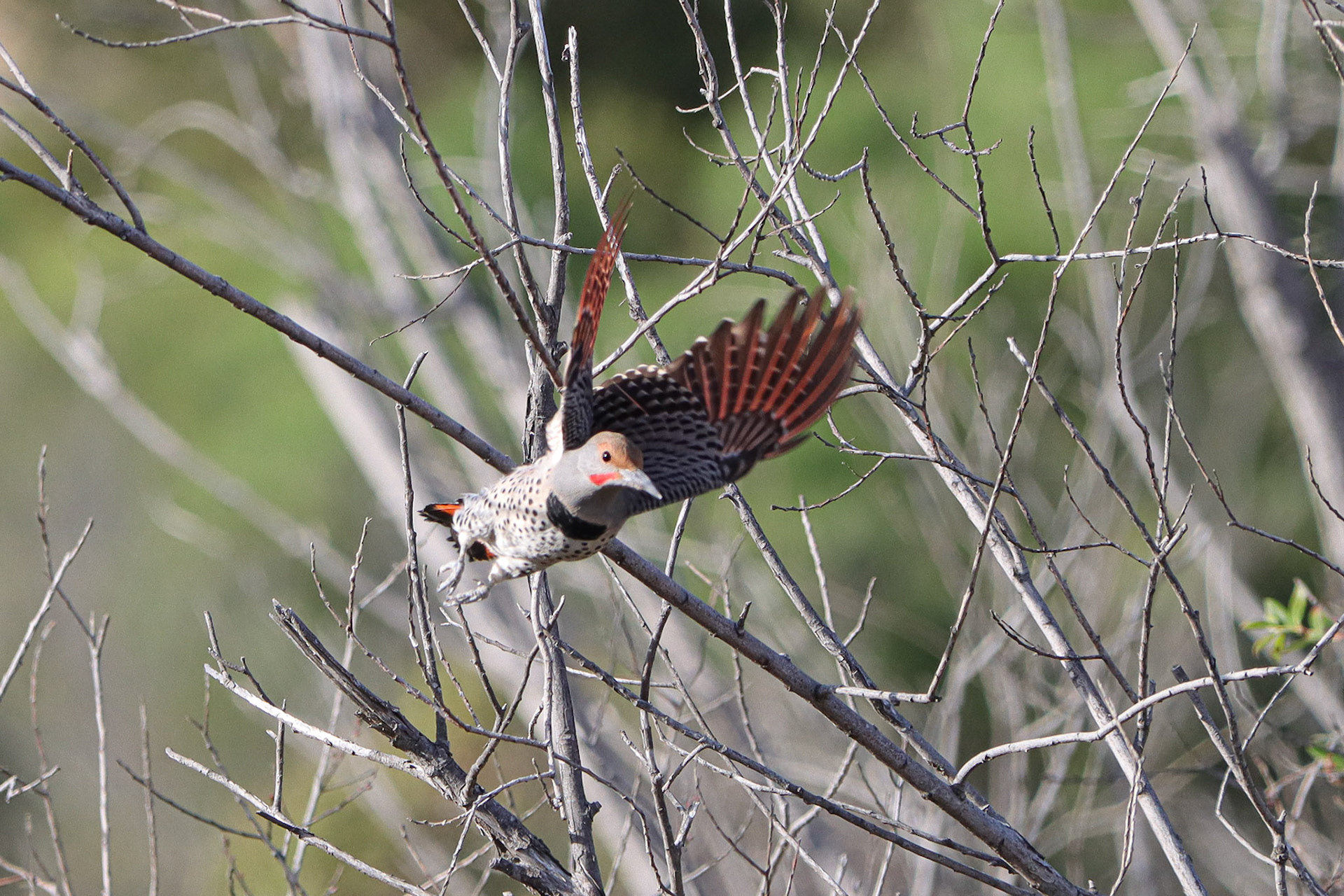 Northern Flicker - #34 - 10/31/20 - CA