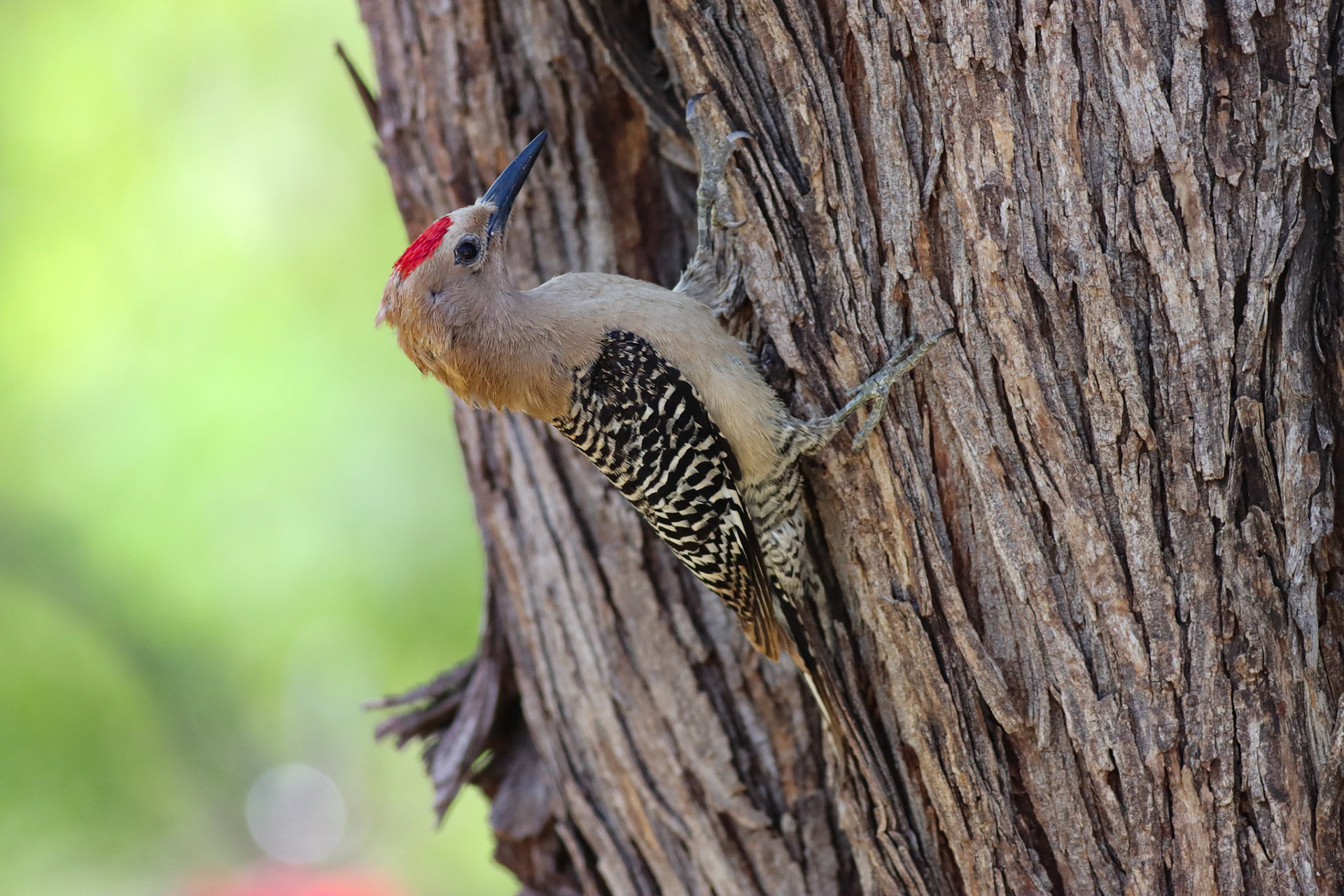 Gila Woodpecker - #278 - 9/24/21 - AZ