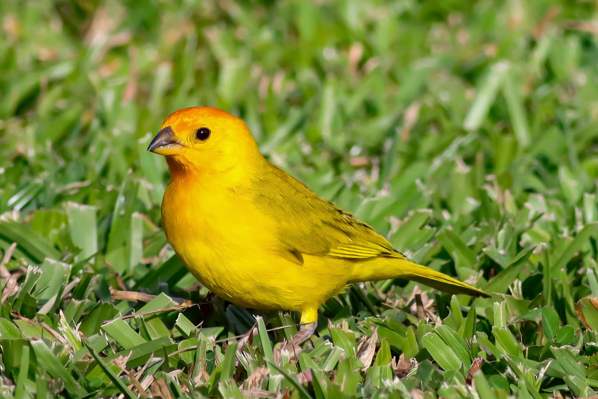 Saffron Finch - Hilo, HI - 5/12/25