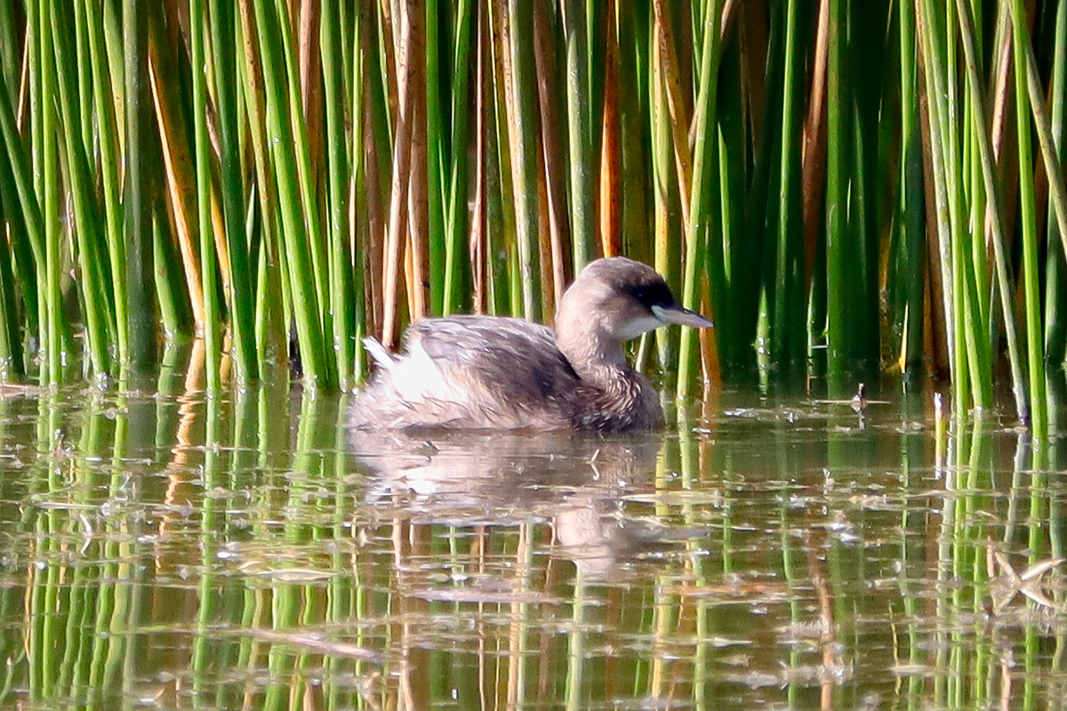 Little Grebe - #397 - 10/4/22 - Switzerland
