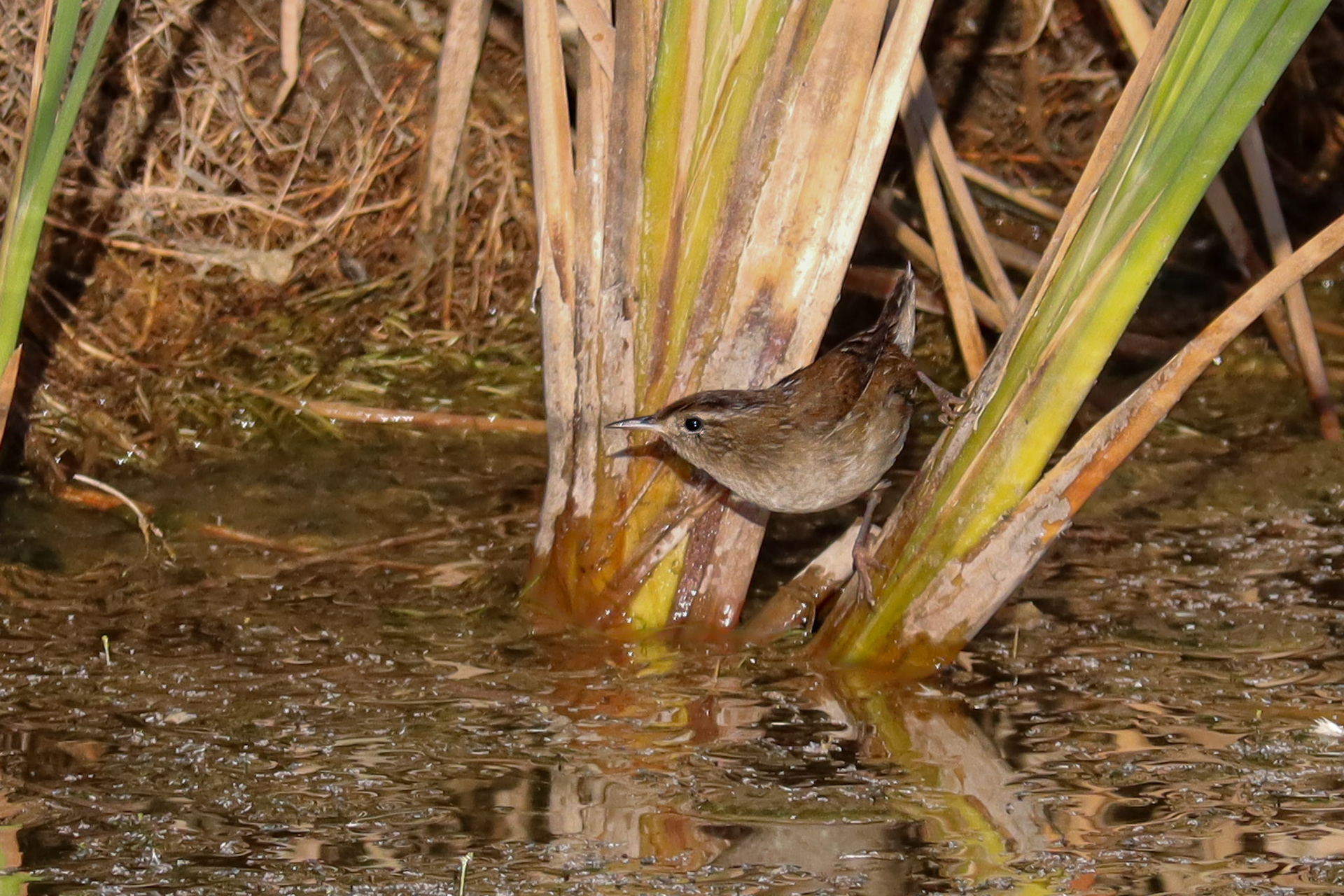 Marsh Wren - #148 - 2/6/21 - CA
