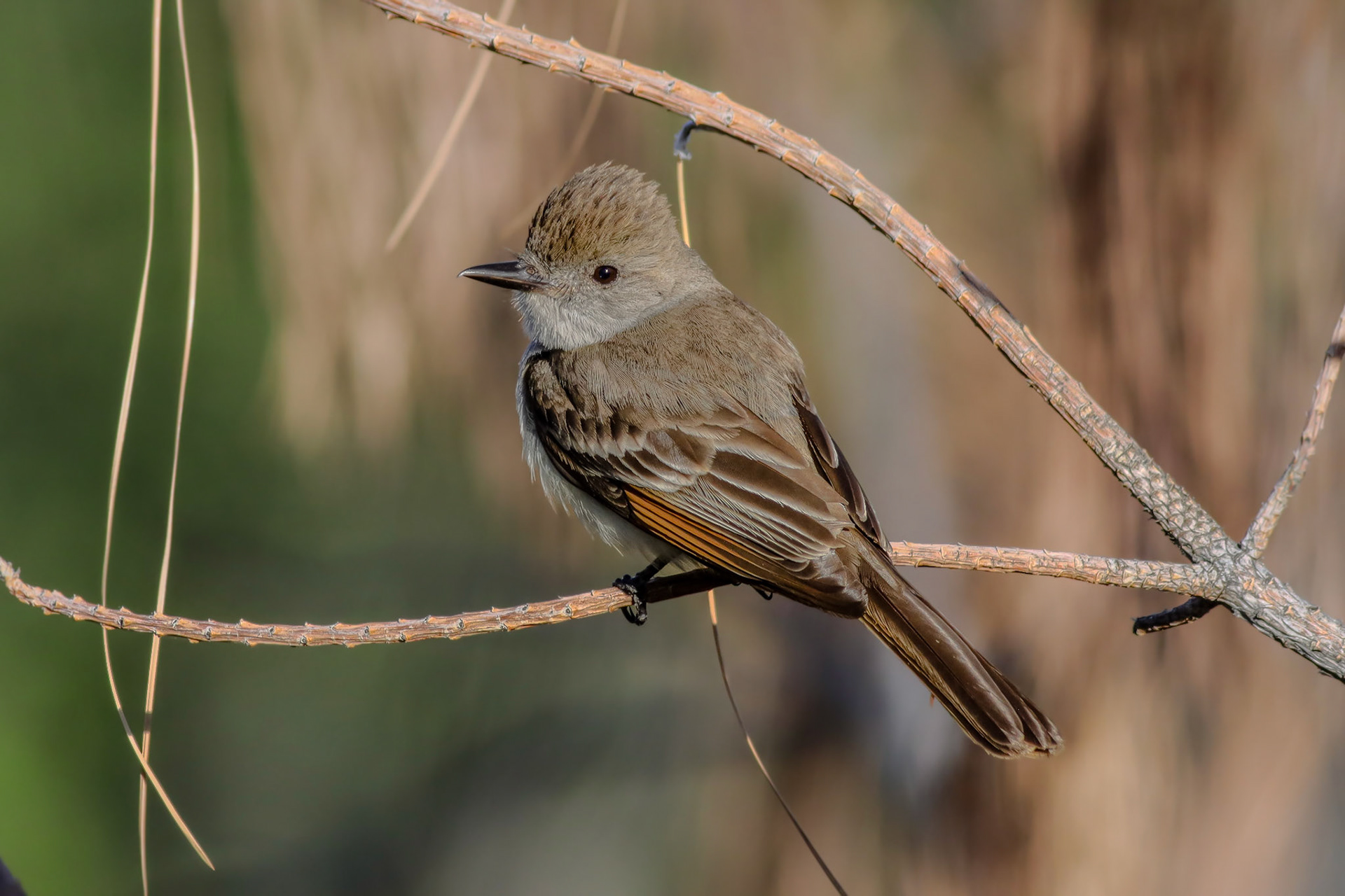 Ash-throated Flycatcher - #202 - 4/18/21 - CA