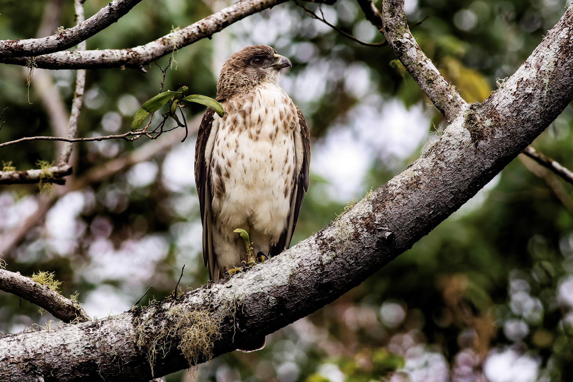 'Io (Hawaiian Hawk, Light Morph) - Kaloko, HI - 10/1/25