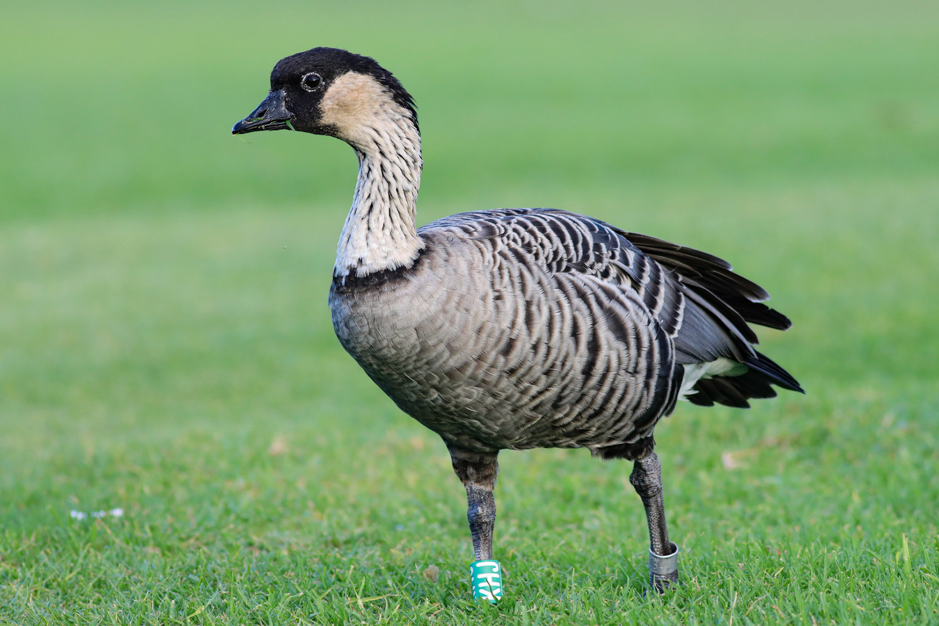 Nēnē (Hawaiian Goose) - Waikaloa Village, HI - 5/10/25