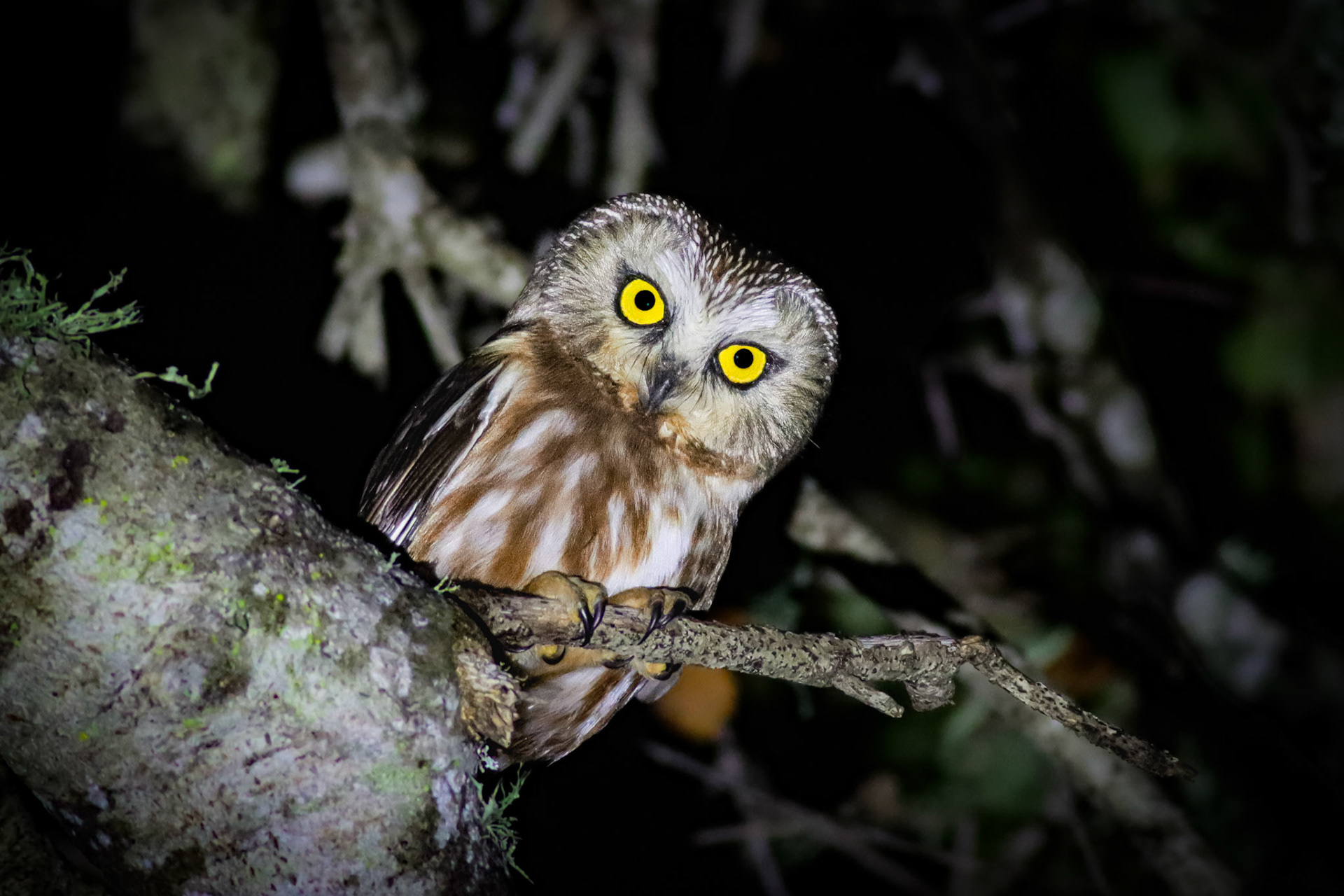Northern Saw-whet Owl - #438 -  1/29/23 - CA