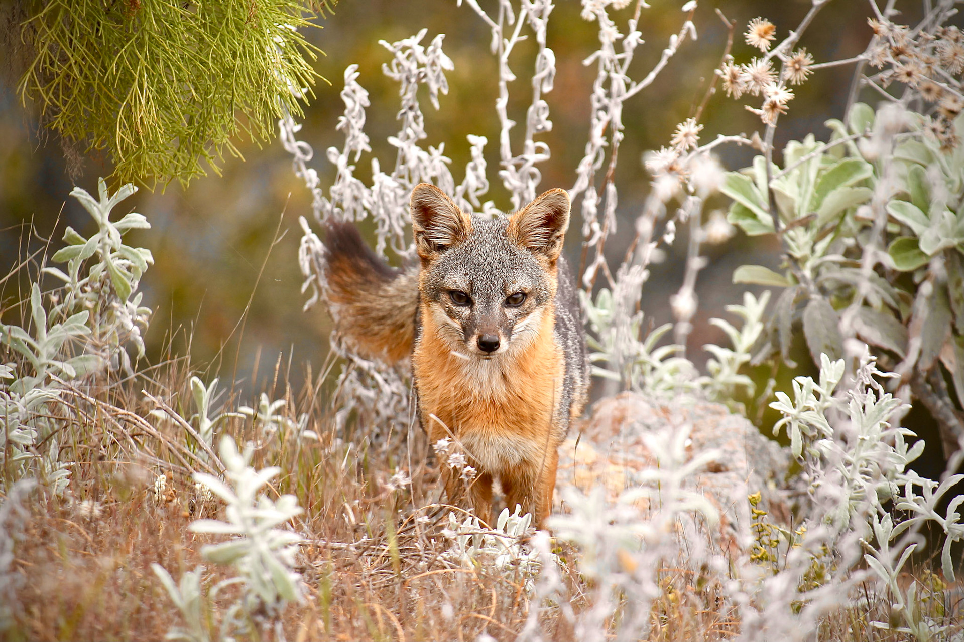Santa Cruz Island Fox, Endemic - CA - 4/25/21